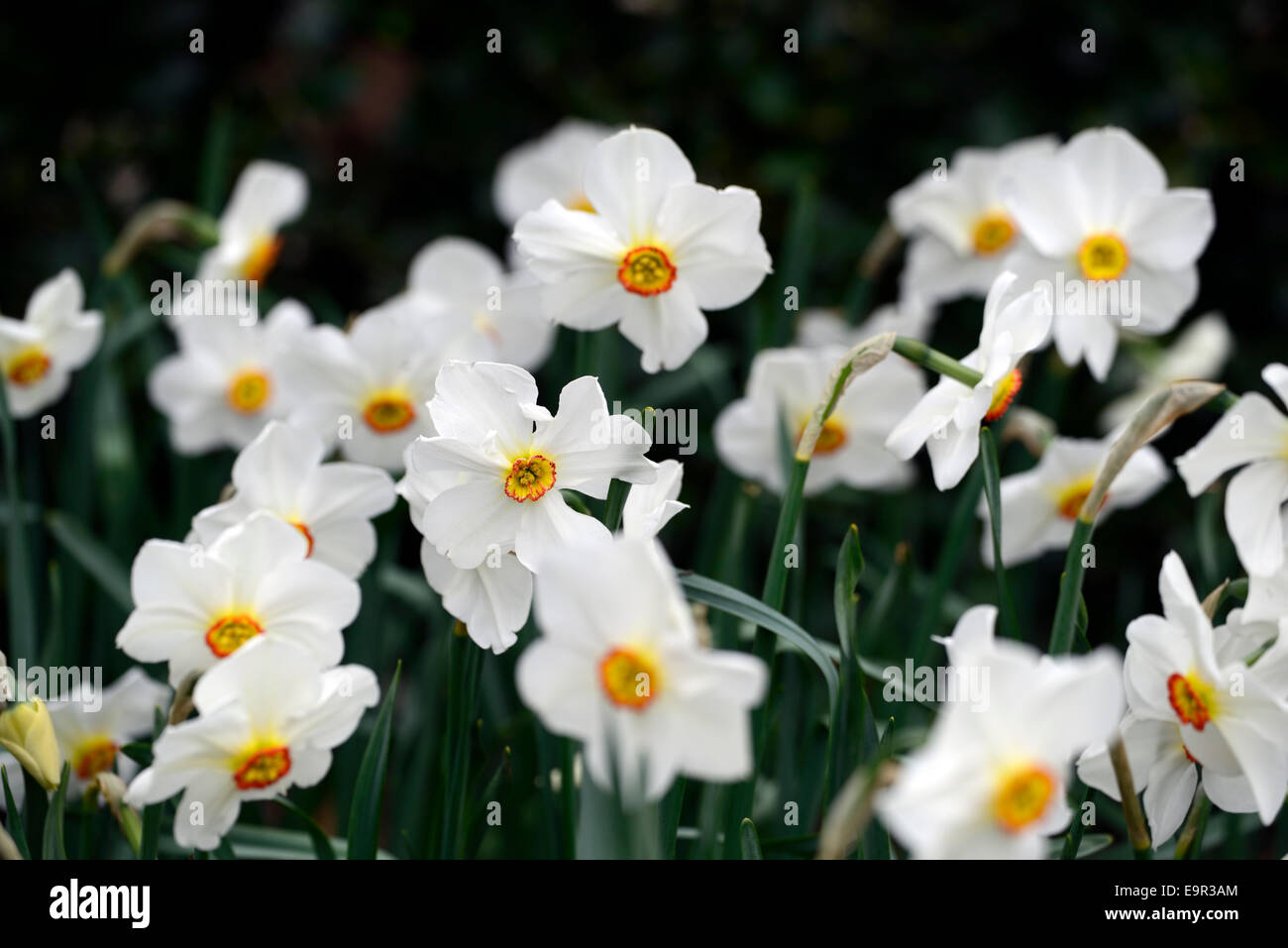 Narcissus poeticus recurvus pheasants eye daffodil daffodils white