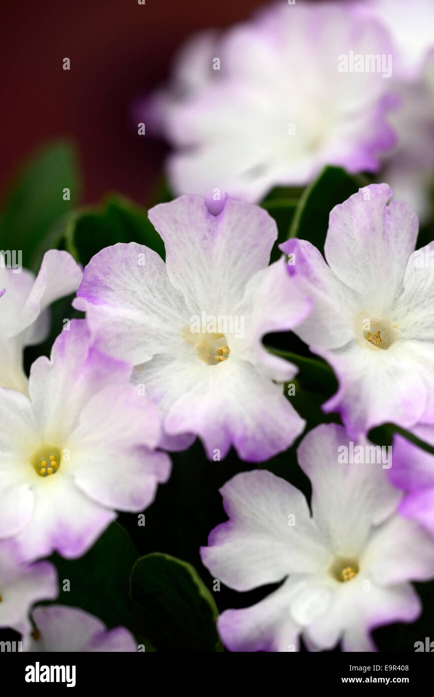 primula allionii ethel wilkes purple white flowers primrose flora floral bloom blossom pink macro closeup close up Stock Photo