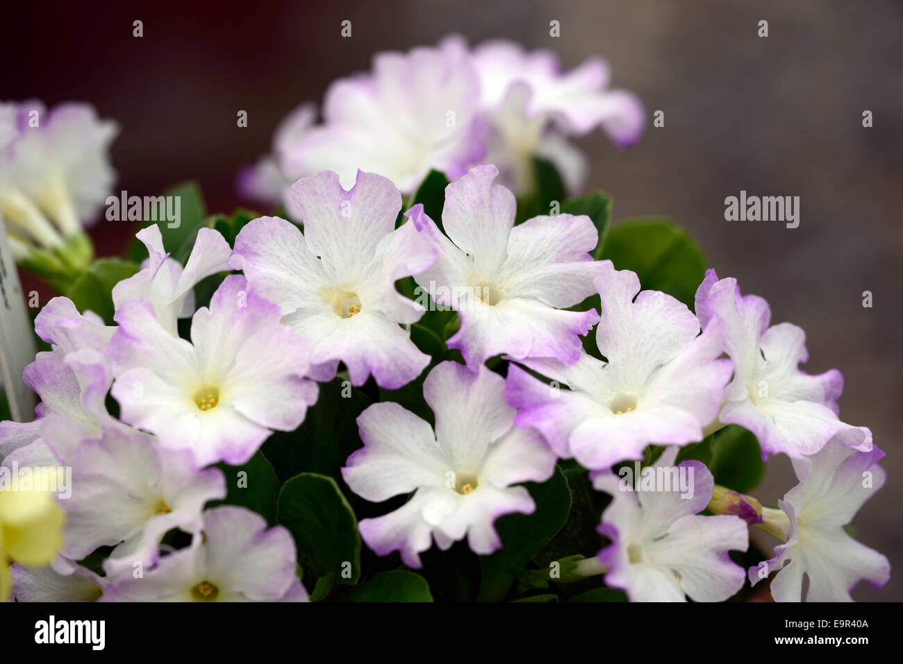 primula allionii ethel wilkes purple white flowers primrose flora floral bloom blossom pink macro closeup close up Stock Photo