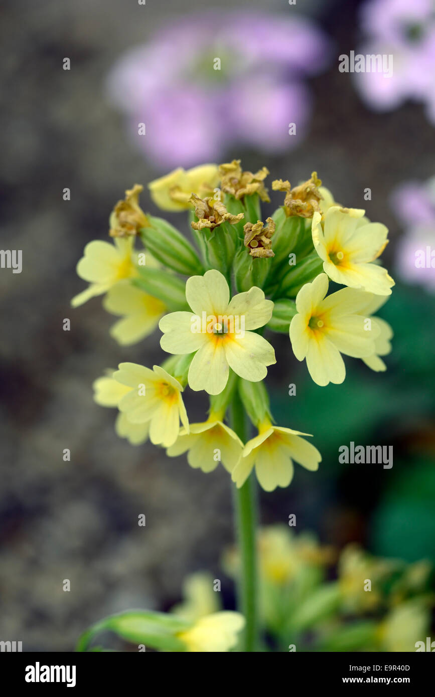 Primula elatior oxlip True oxlip low growing herbaceous perennial plant light yellow flowers primrose RM Floral Stock Photo