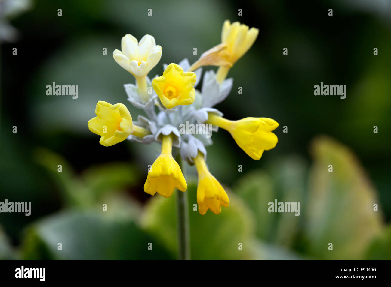 primula palinuri yellow flowers scented bloom blossom flower primrose herbaceous perennial plant RM Floral Stock Photo