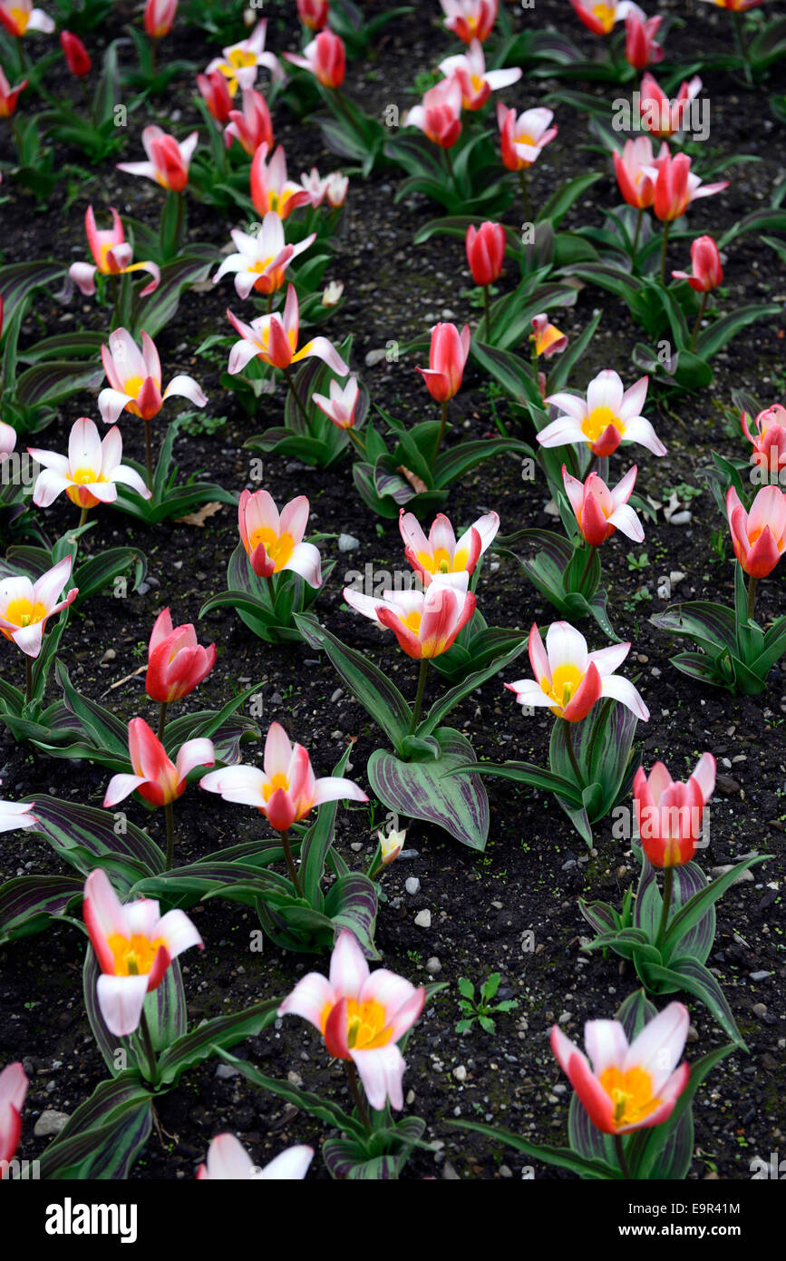 tulipa kaufmanniana heart's delight pink yellow red flower flowers bloom blooms spring flowering Stock Photo