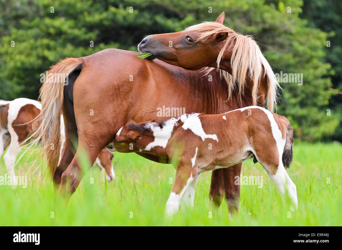 Horse foal suckling from mother in the pasture of Thailand Stock Photo