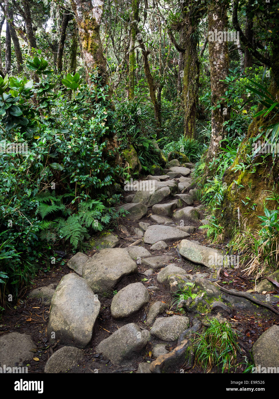Rocky, winding trail to the top of Mount Kinabalu in Sabah, East Malaysia. Stock Photo