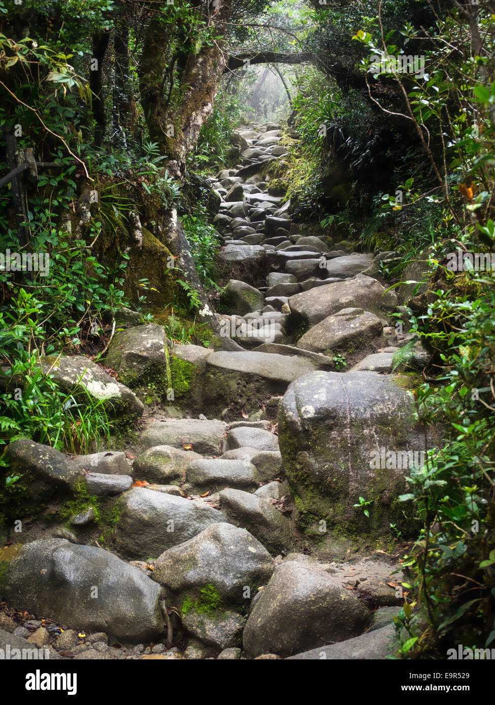 Magical hiking trail at Mount Kinabalu, Sabah, East Malaysia. Stock Photo