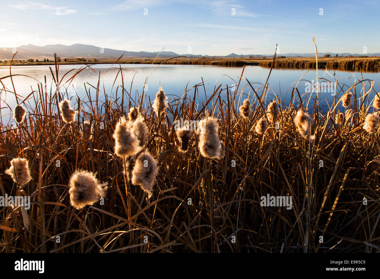 Cattails grow along ponds at the Monte Vista National Wildlife Refuge, Central Colorado, USA Stock Photo