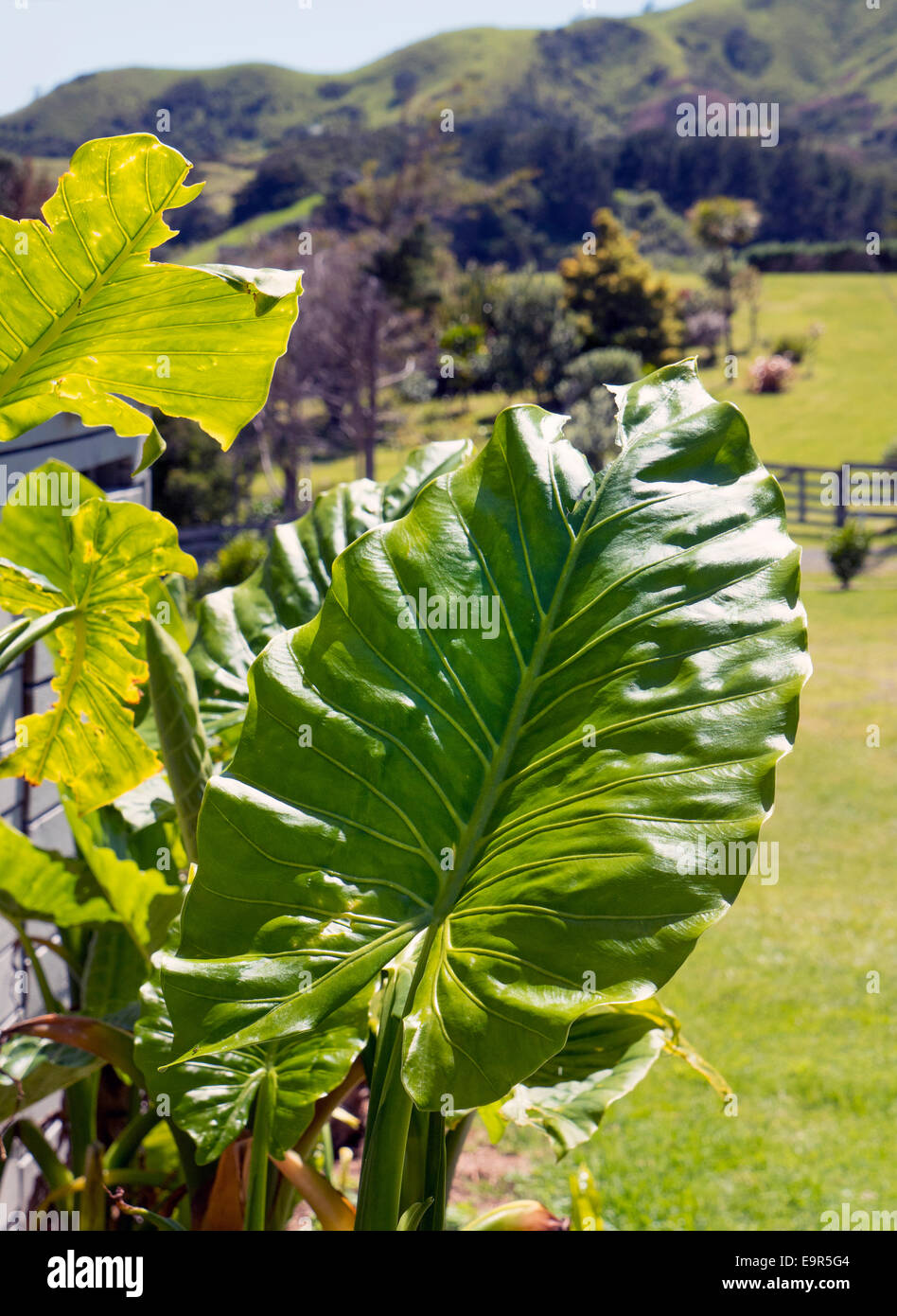 Colocasia, Elephant Ear leaf plant, Coromandel Peninsular, New Zealand Stock Photo