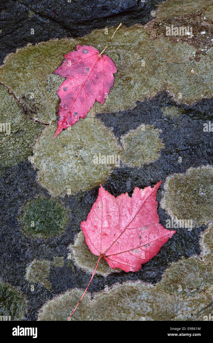 Autumn leaves on wet rocks on a rainy day in Cunningham Falls State Park in Frederick County, Maryland Stock Photo