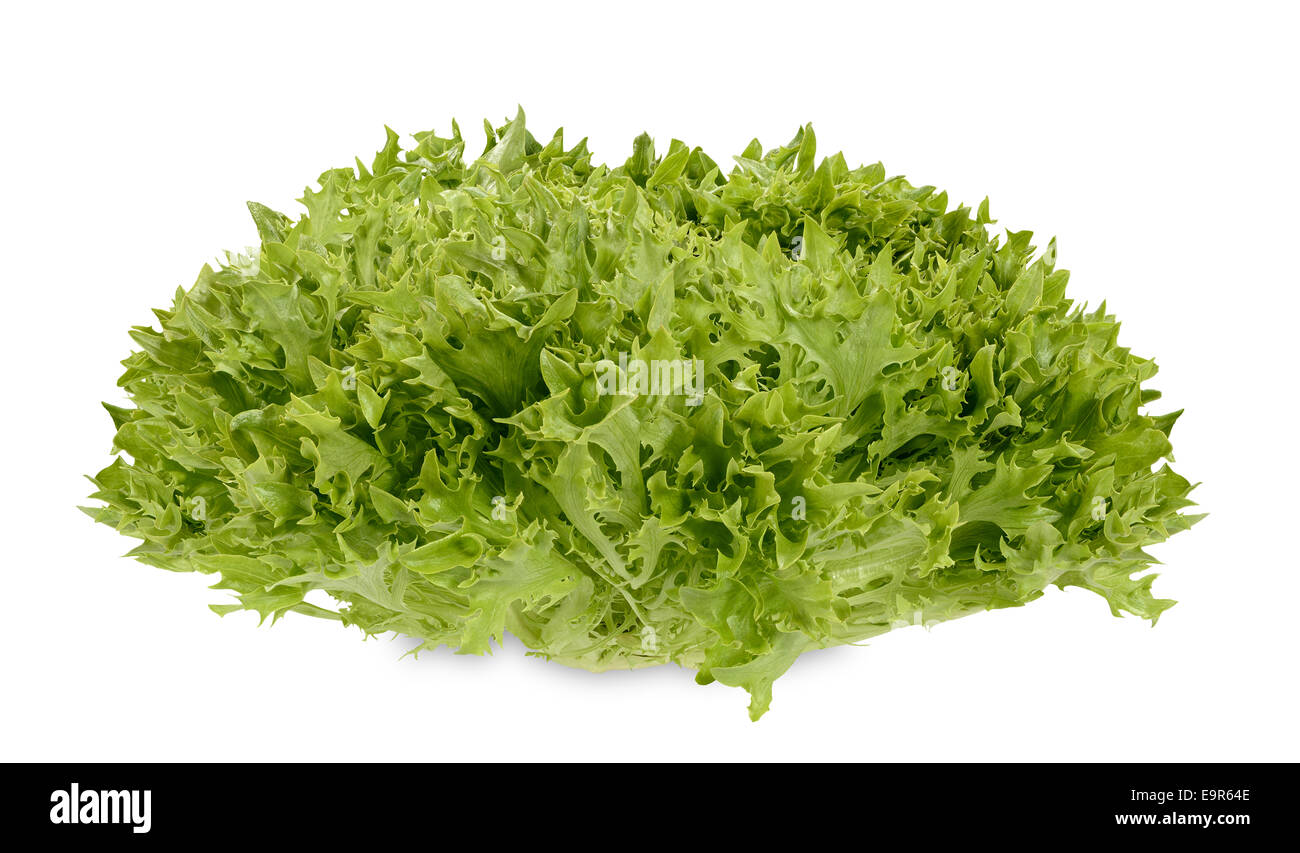 Fresh endive salad lettuce head Stock Photo