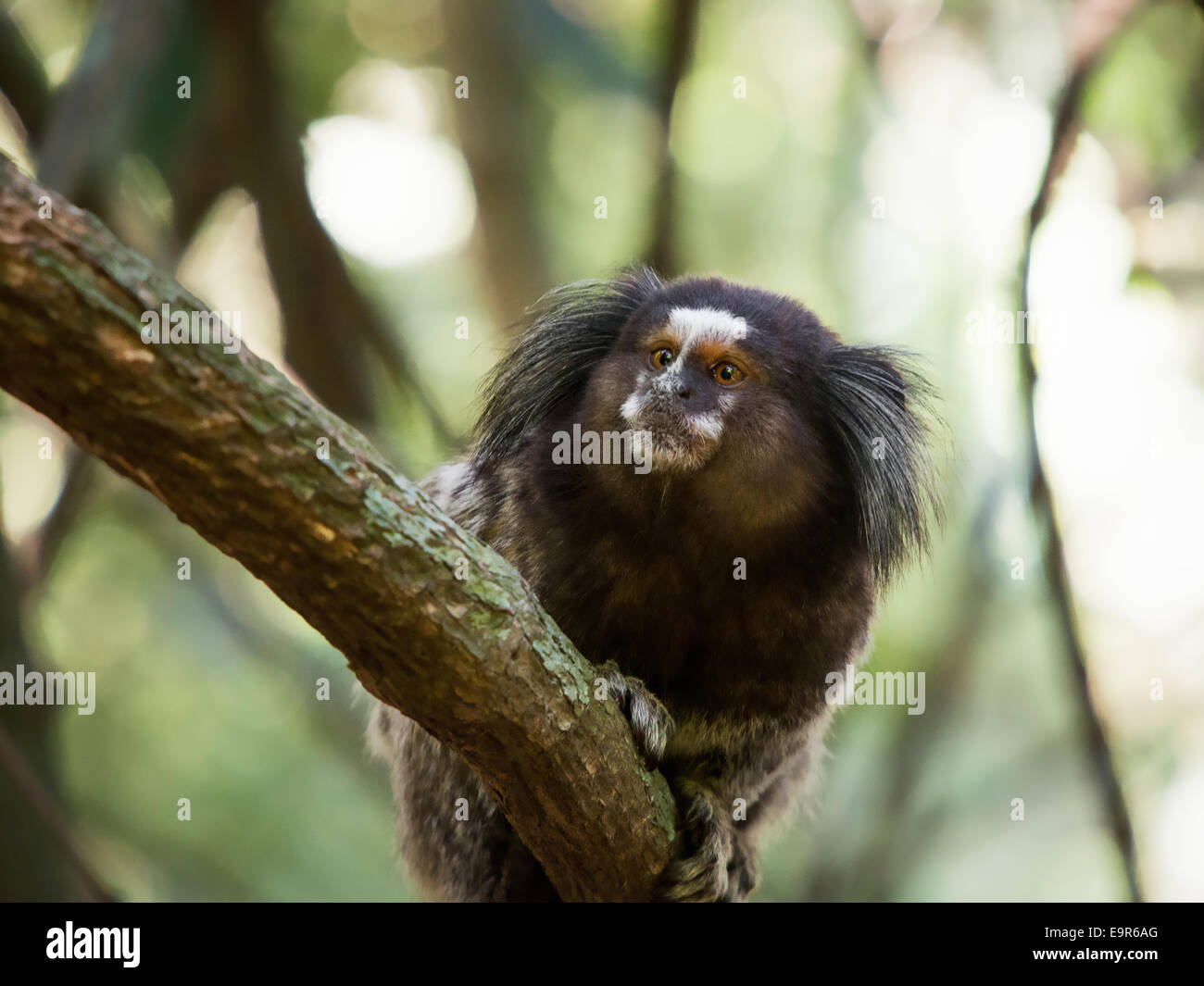 Brazilian sagui monkey in the rain forest of Rio de Janeiro, Brazil. The sagui monkey is the smallest of the simian primates. Stock Photo