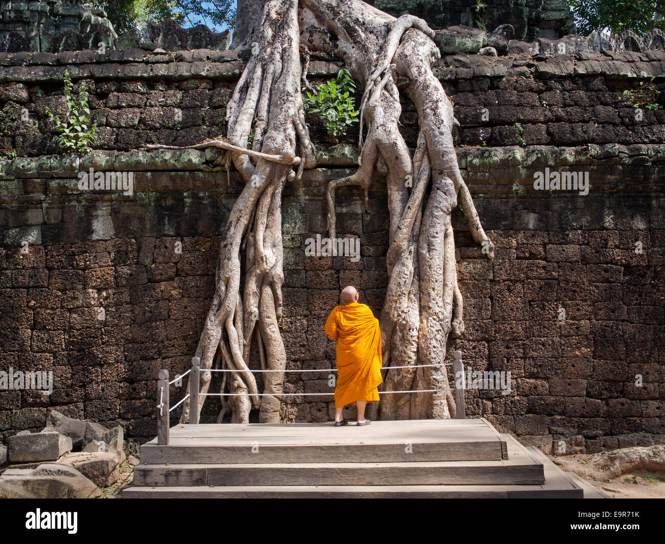 Buddhist monk examining the roots of a giant tree growing over Ta Prohm Temple ruins at Angkor, Siem Reap, Cambodia. Stock Photo