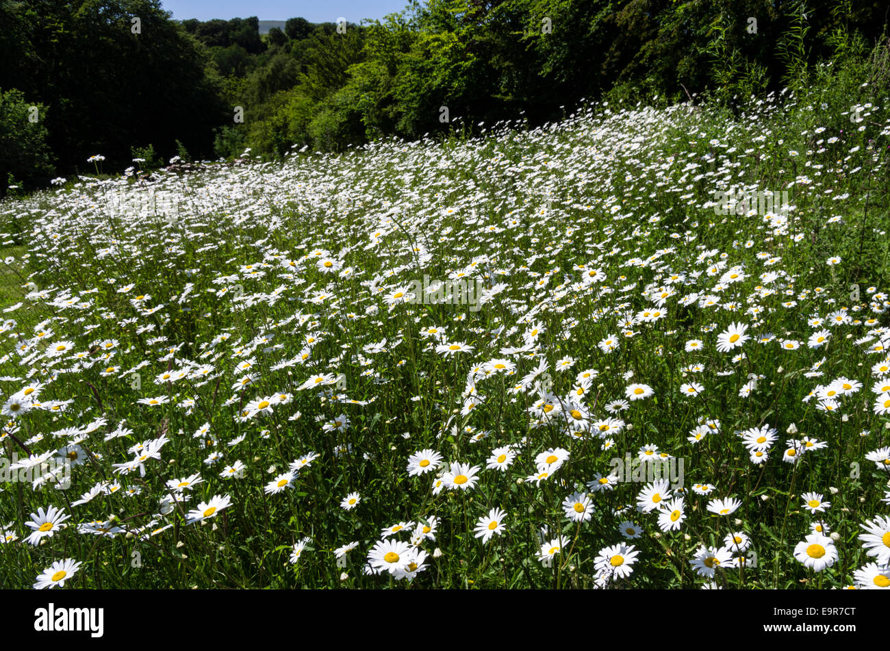 Oxeye daisy meadow british hires stock photography and images Alamy