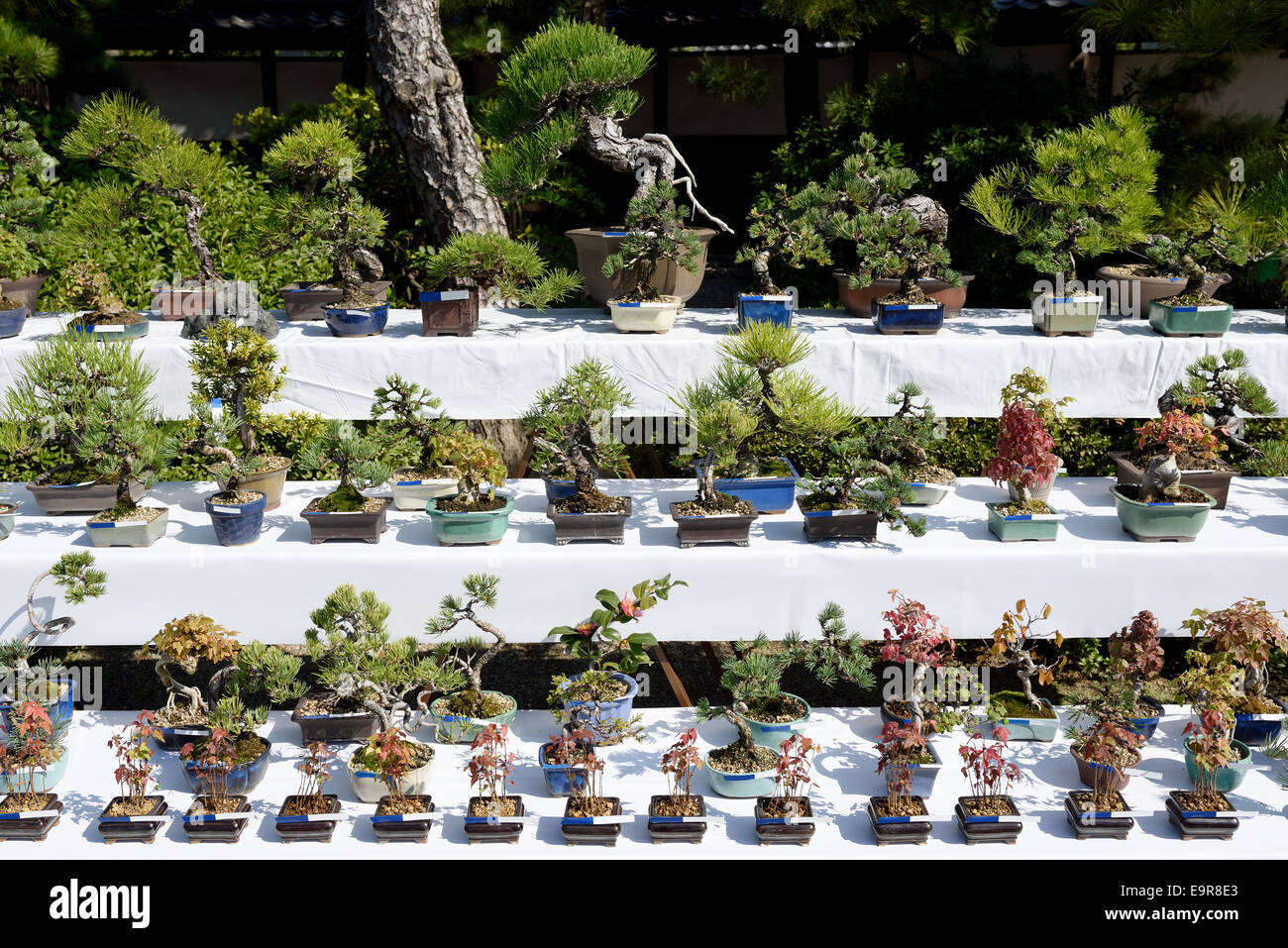 Row of bonsai trees at a Japanese garden Stock Photo