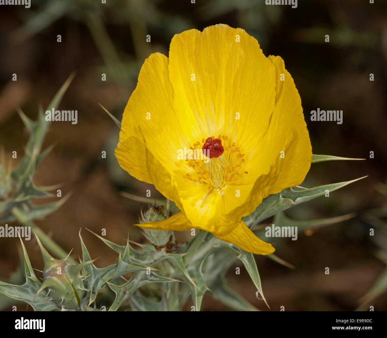 Spectacular vivid yellow flower & blue / green spiny foliage of Mexican prickly poppy, Argenone ochroleuca, an Australian weed Stock Photo