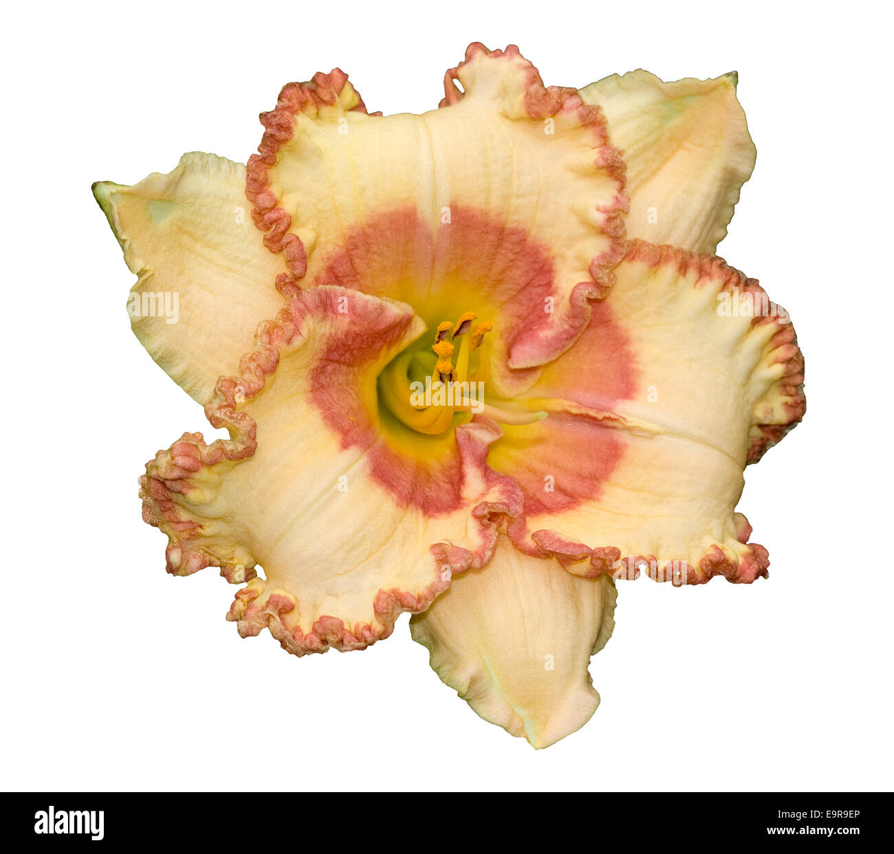 Spectacular apricot / yellow daylily flower with frilly petals edged with red - Hemerocallis  Braided Edges on white background Stock Photo