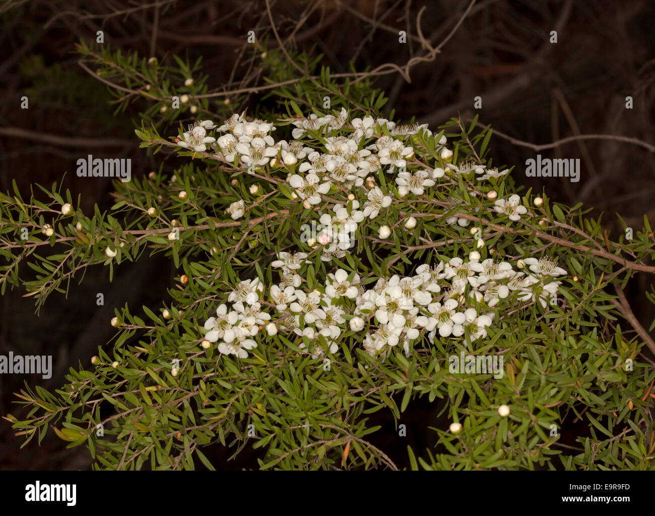 Cluster of white flowers and foliage of Australian tea tree, Leptospermum polygalifolium, Tantoon, against black background Stock Photo