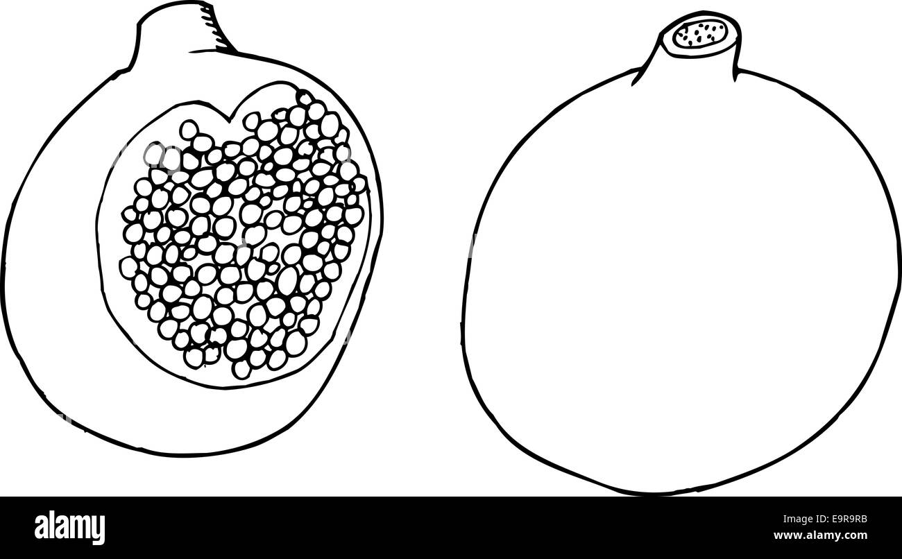 Outlined cartoon pomegranate fruit whole and sliced Stock Photo