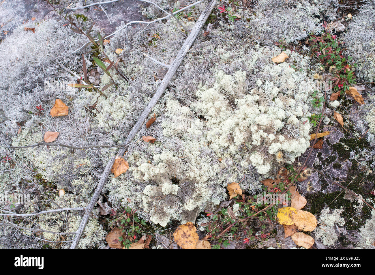 Silver grey lichen growing  near Silver Falls, Thunder Bay, Ontario, Canada. Stock Photo