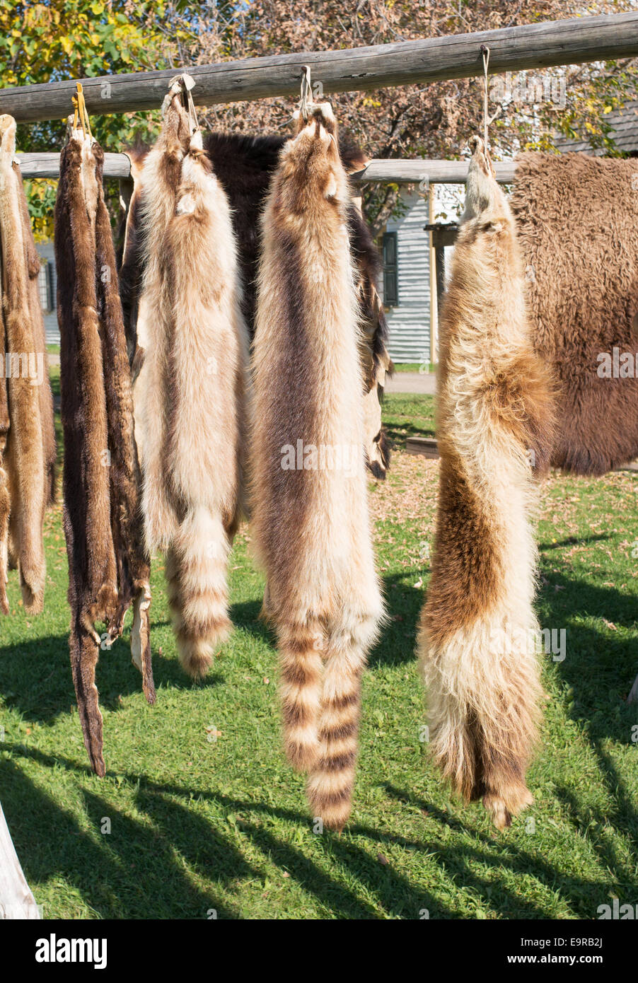 RED FOX PELT  BILODEAU Canada