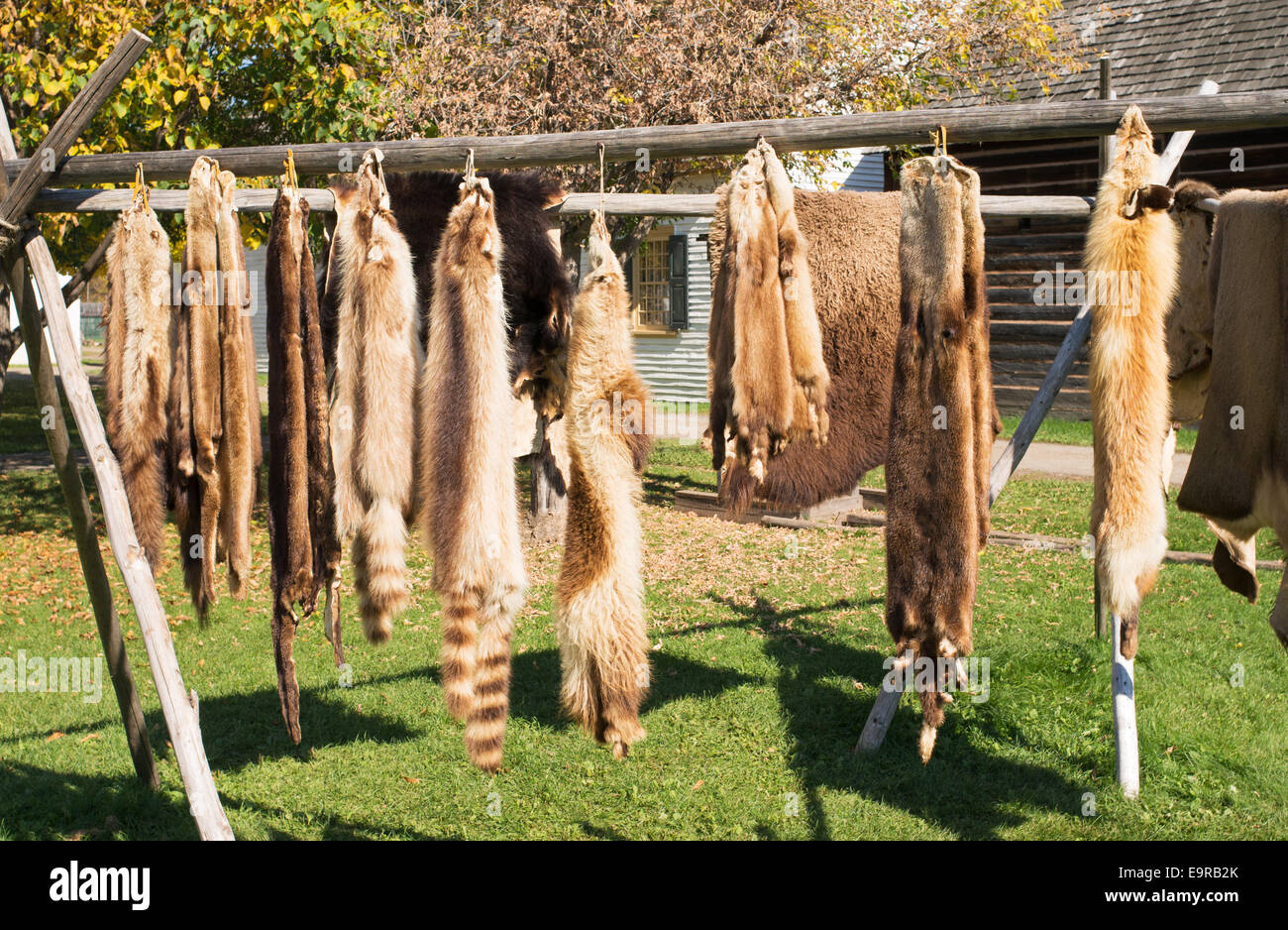 Pelts hires stock photography and images Alamy