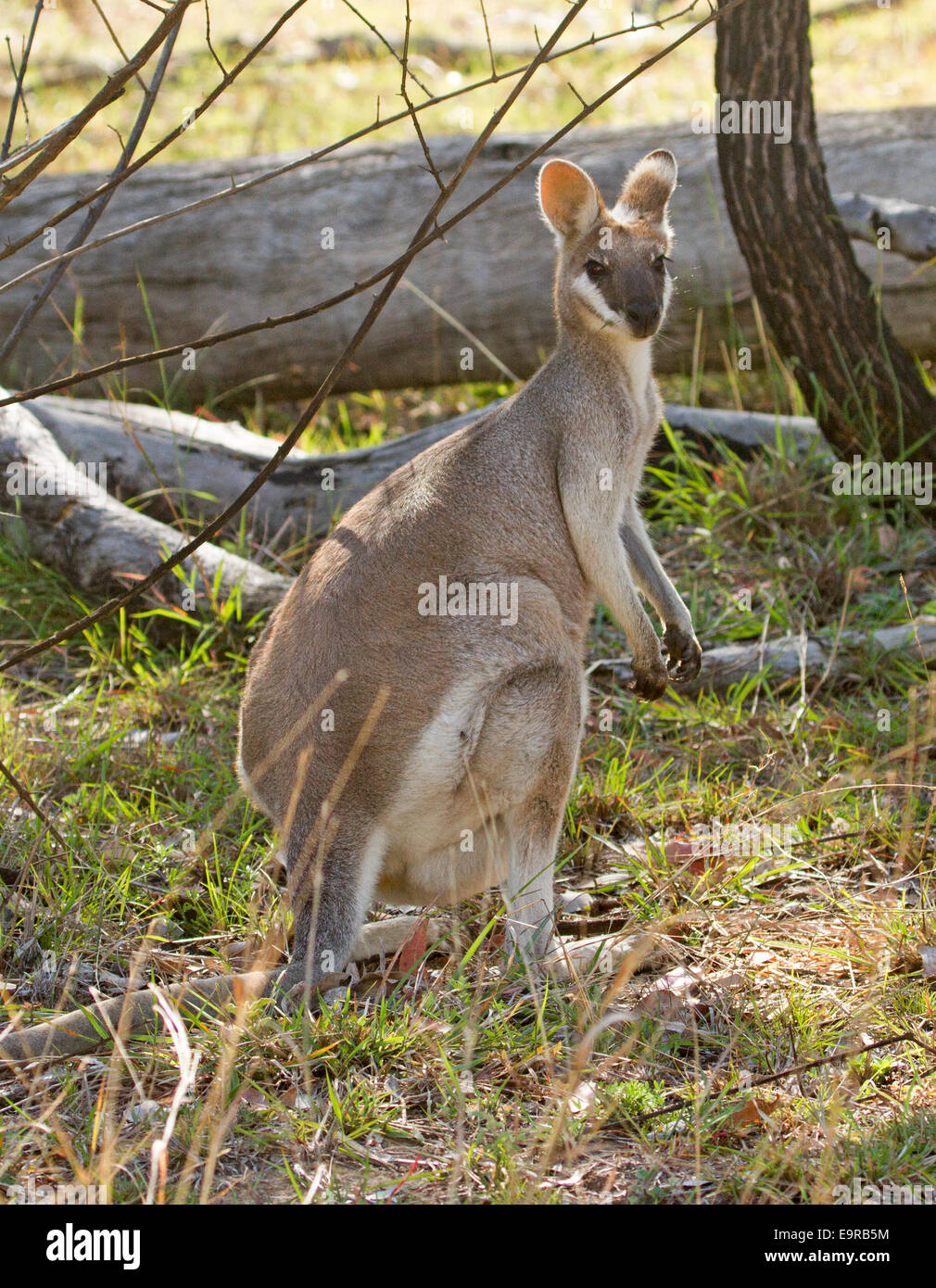 Portrait of beautiful Australian whiptail wallaby, Macropus parryi, in the wild at Kroombit Tops National Park Qld Stock Photo