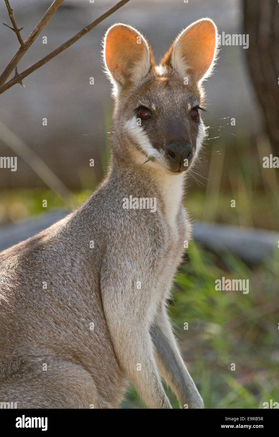 Portrait of beautiful Australian whiptail wallaby, Macropus parryi, in the wild at Kroombit Tops National Park Stock Photo
