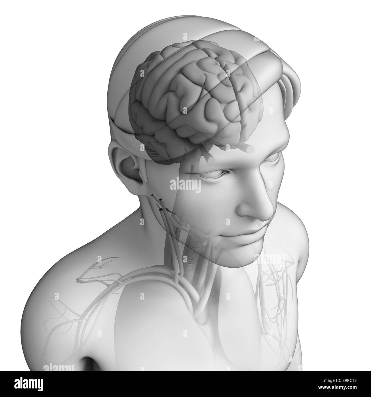 Illustration of human head anatomy Stock Photo