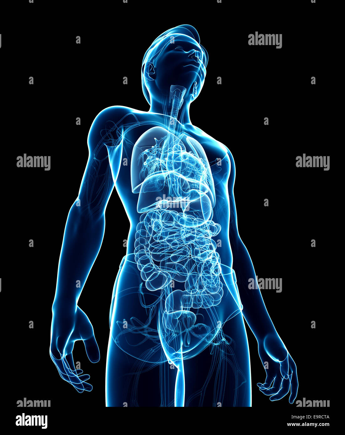 Illustration of male digestive system xray artwork Stock Photo Alamy