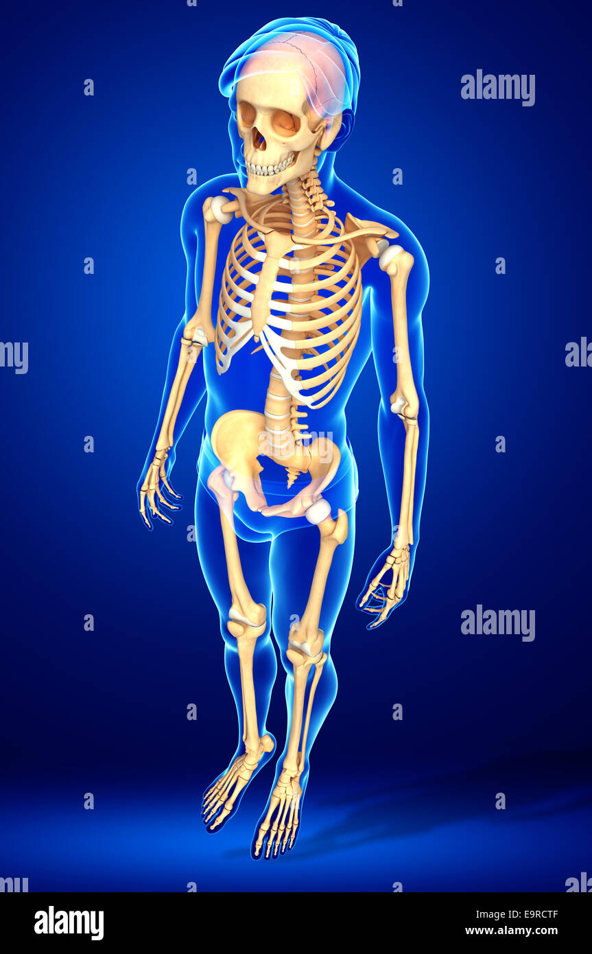 Illustration of human skeleton side view Stock Photo - Alamy