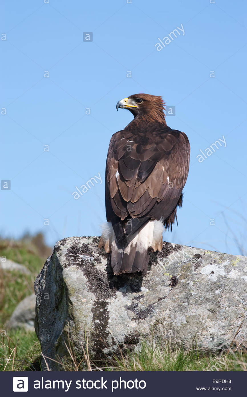 Golden Eagle Stock Photos Golden Eagle Stock Images Alamy