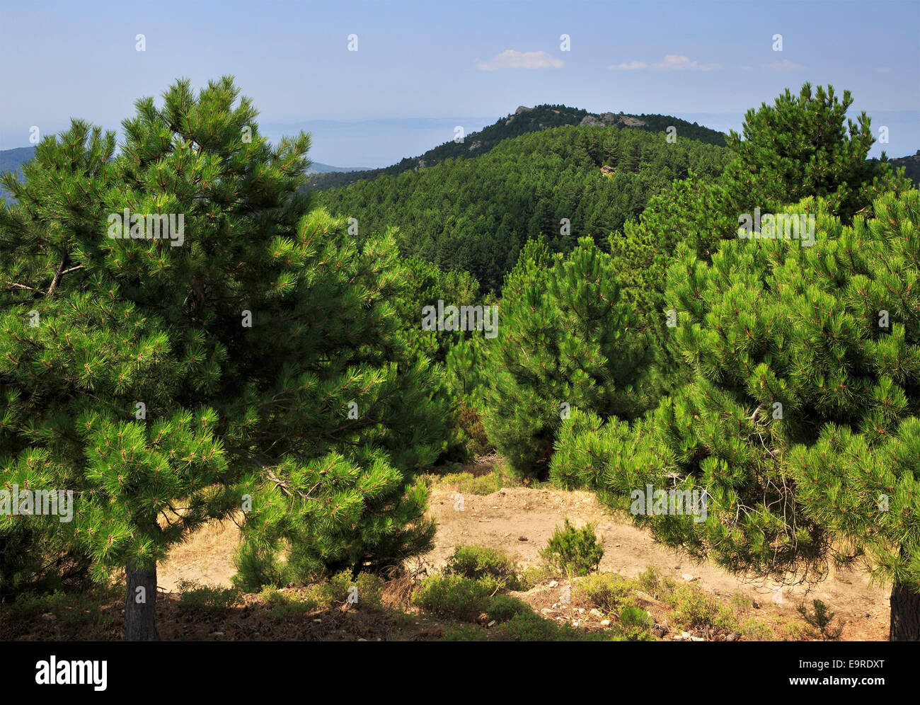 Beautiful pine trees in the mountains Stock Photo - Alamy