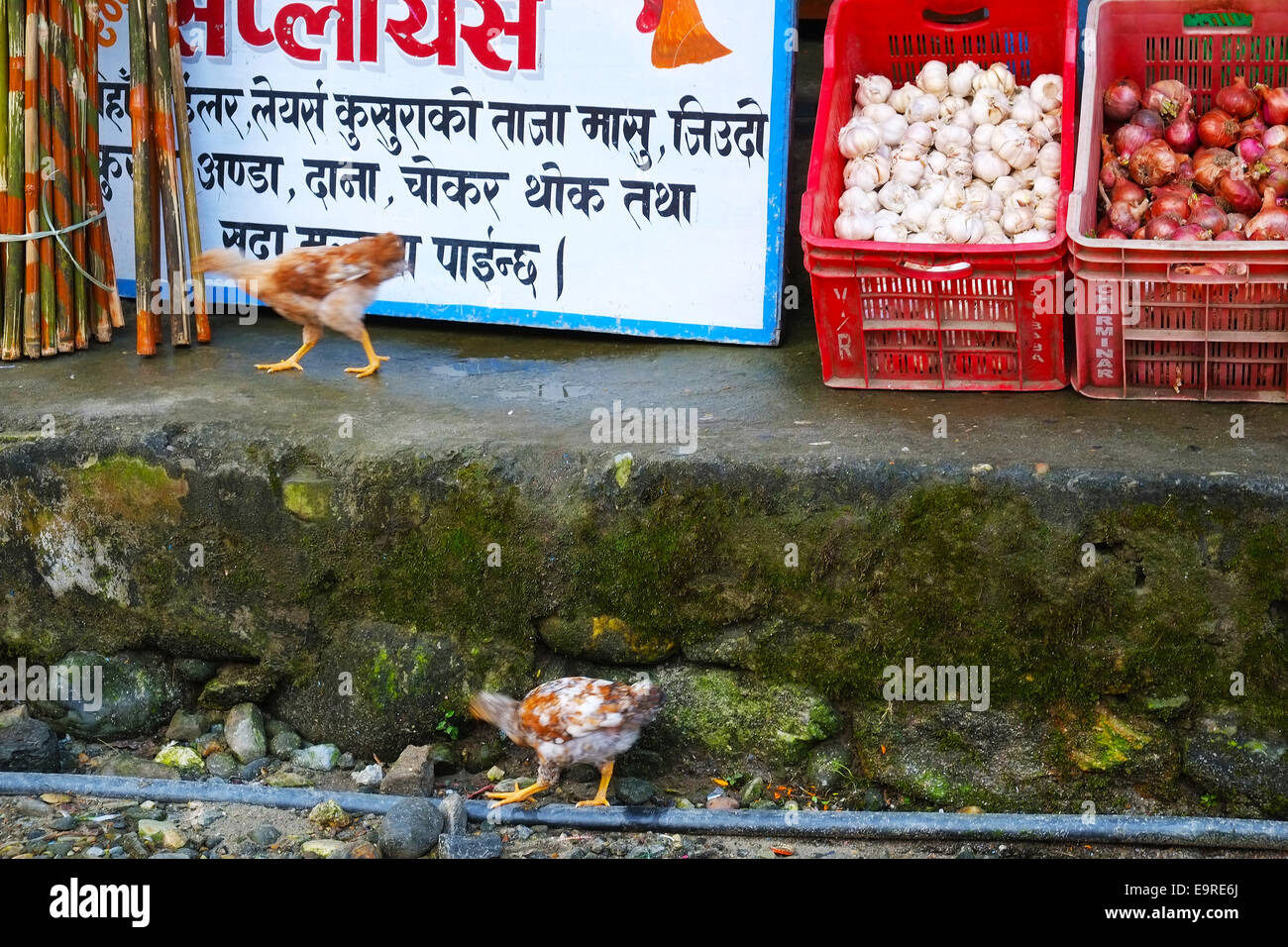 Chickens on the street, Nepal Birethanti Stock Photo Alamy
