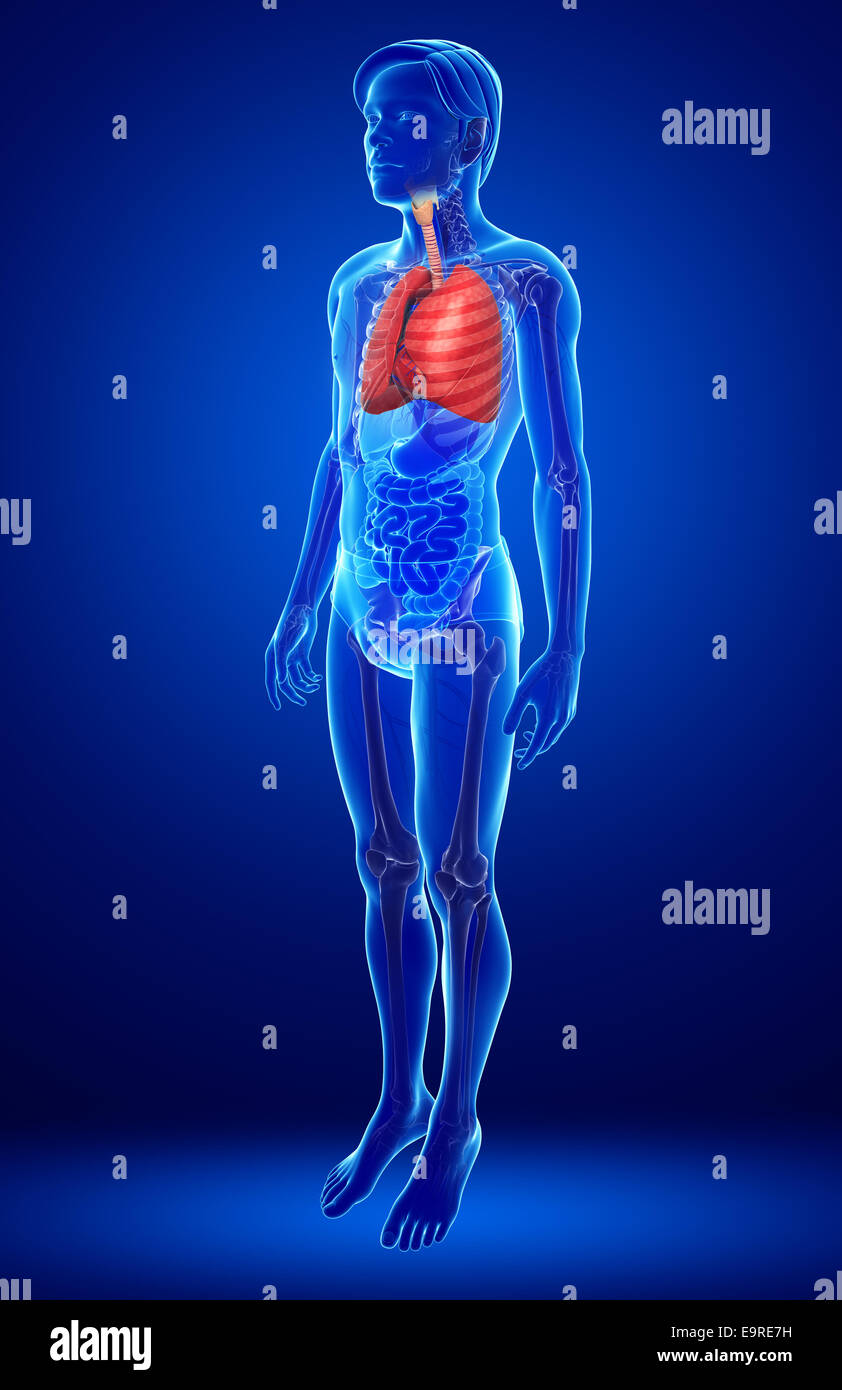 Illustration of male lungs anatomy Stock Photo - Alamy