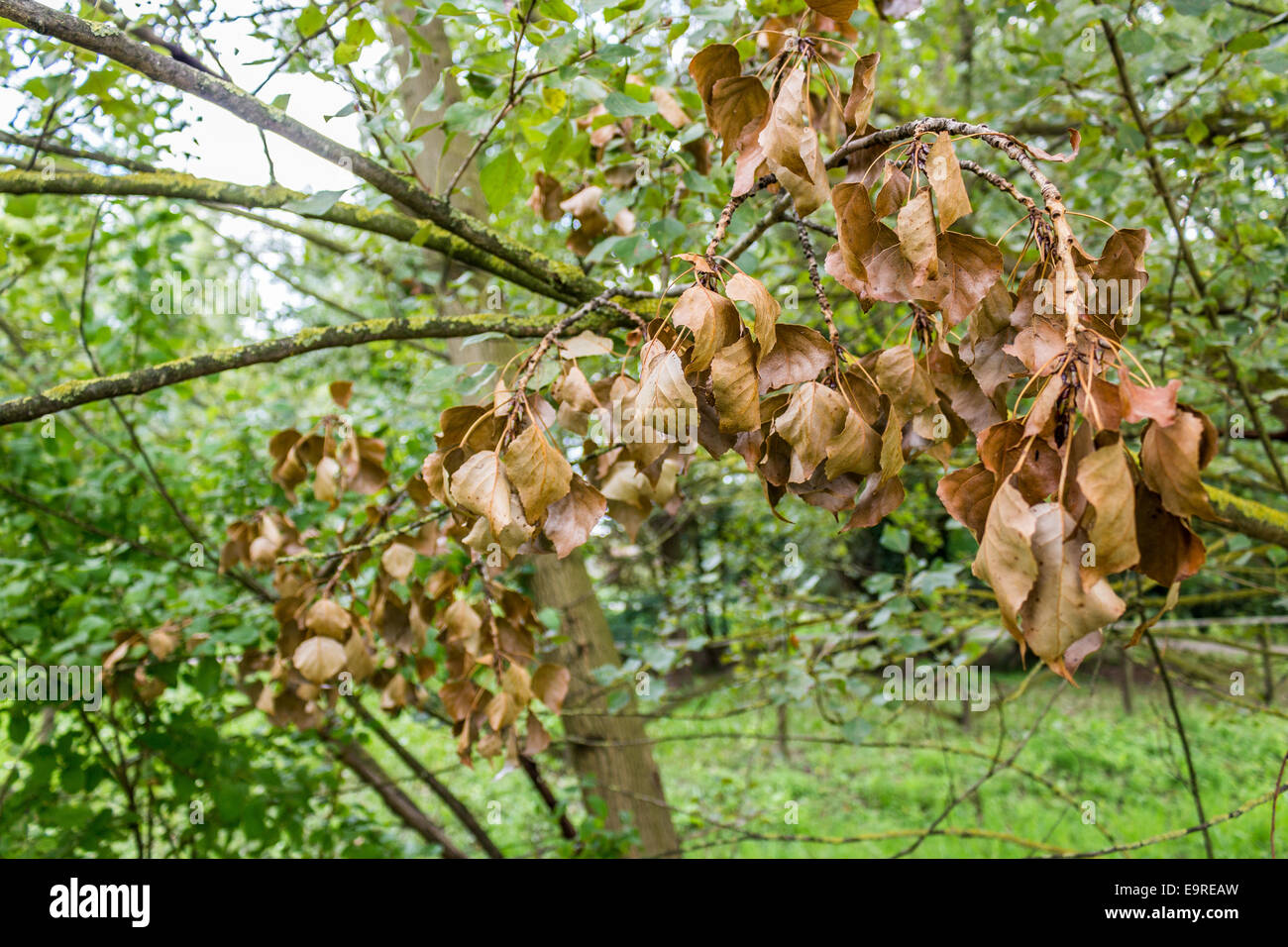 Red brownish dry leaves on Yellow lichen on branches in Italian green area in a summer sunny day Stock Photo