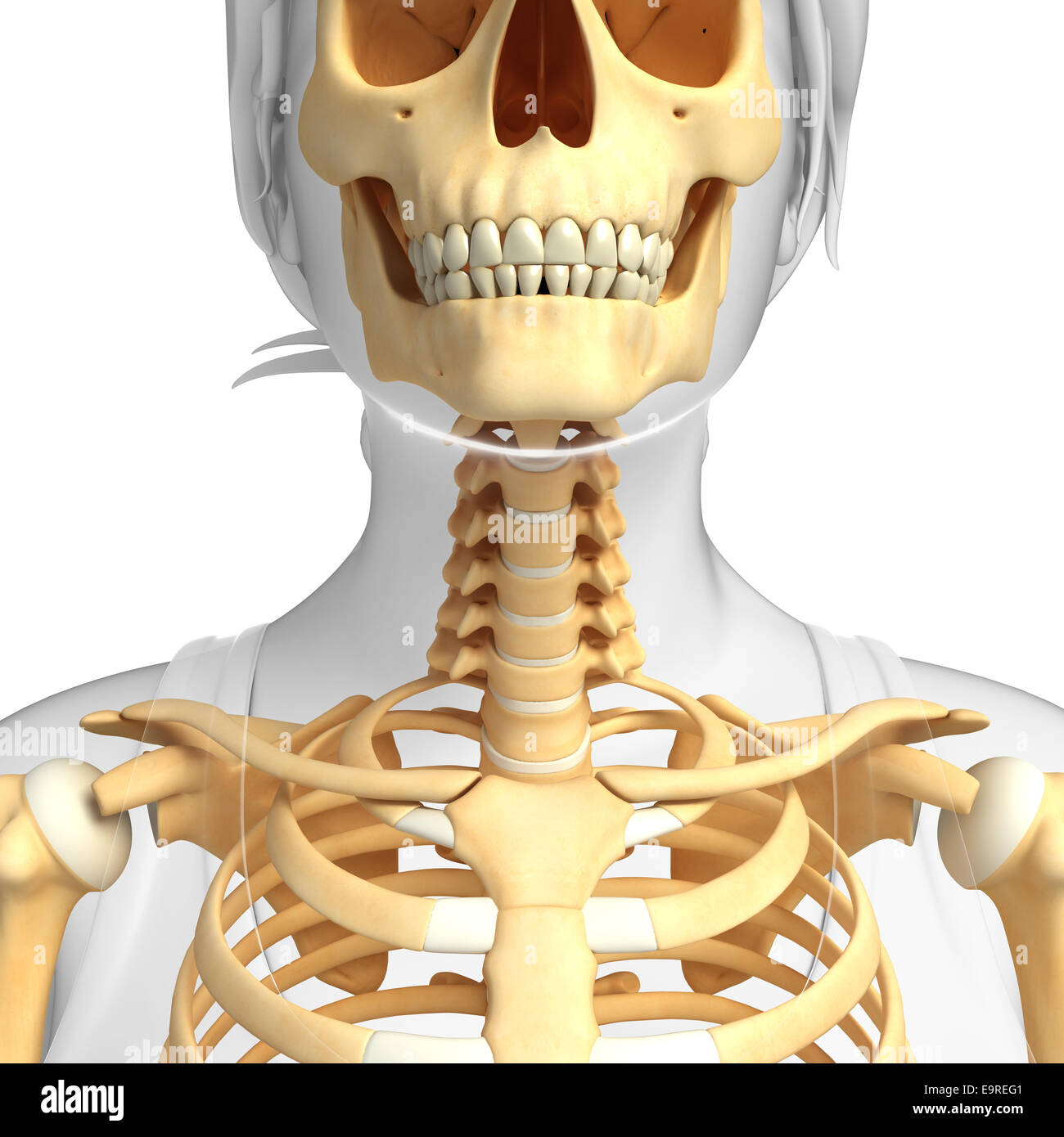 Illustration of human neck skeleton Stock Photo Alamy