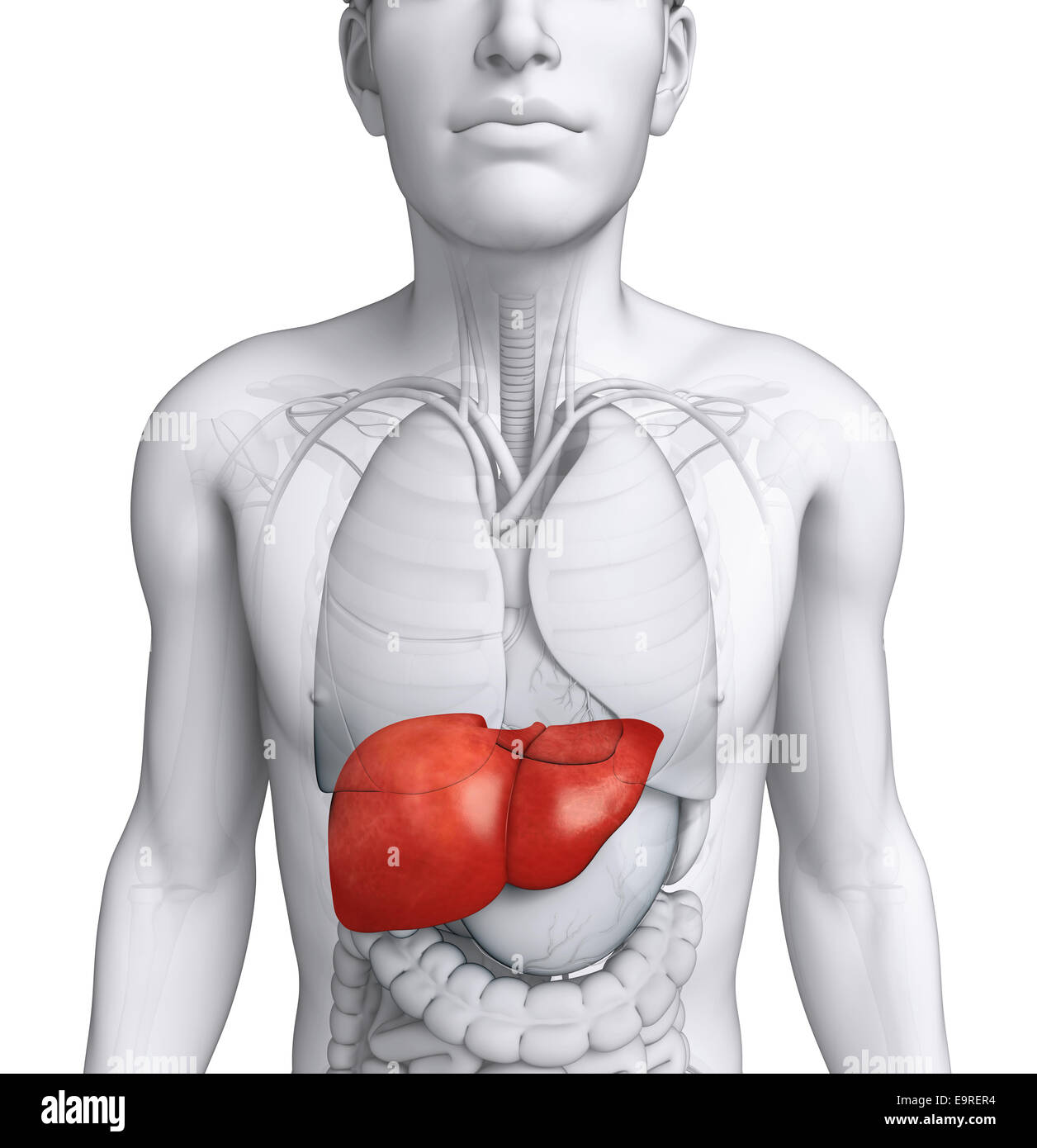Liver diagram in body