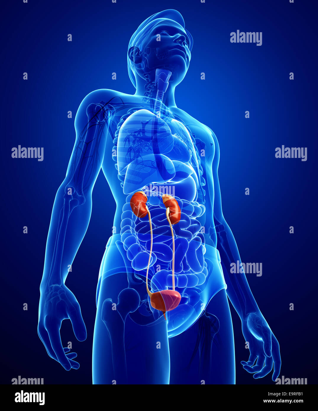 Illustration Of Male Urinary System Stock Photo Alamy
