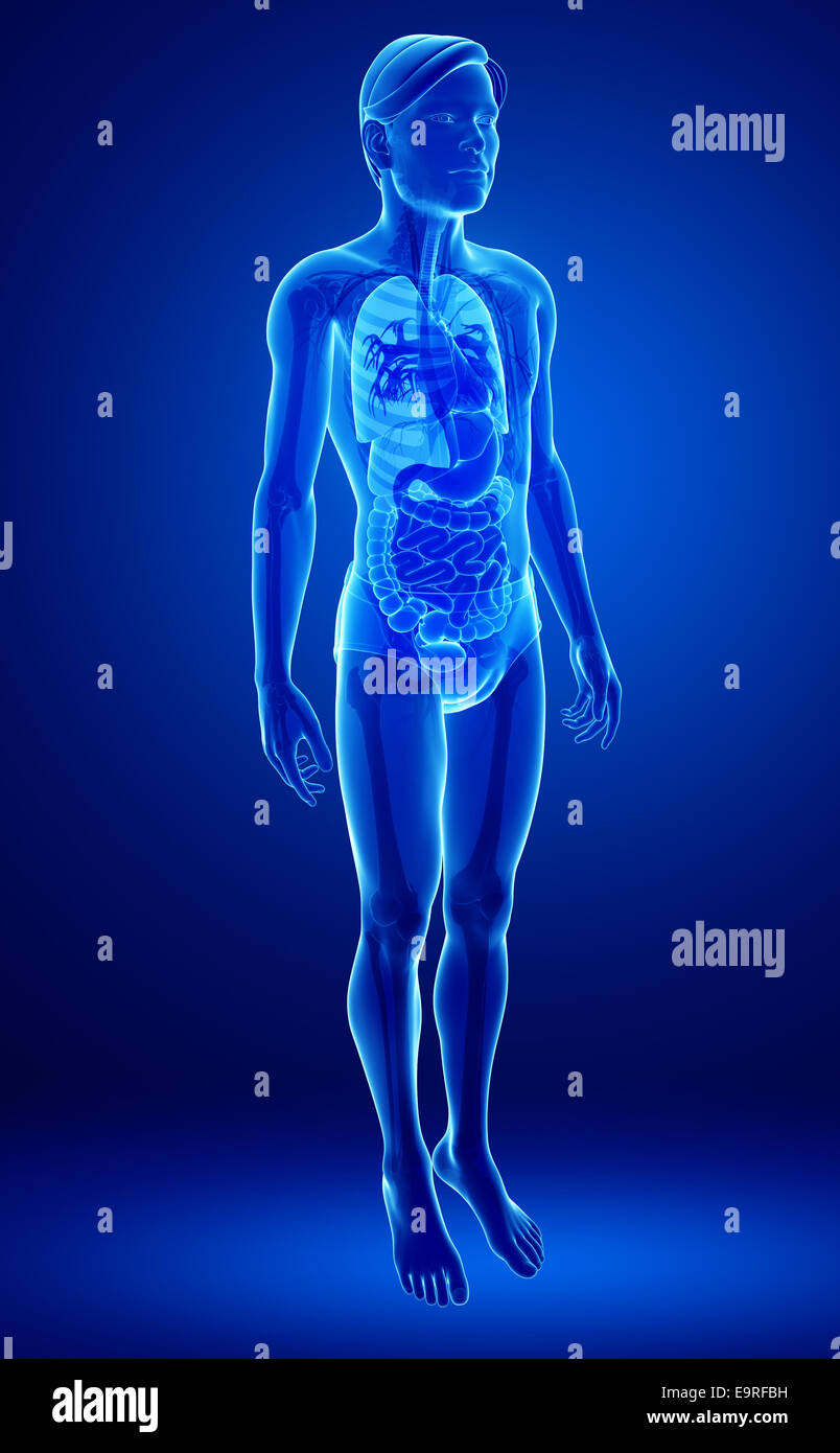 Illustration of xray male digestive system artwork Stock Photo - Alamy