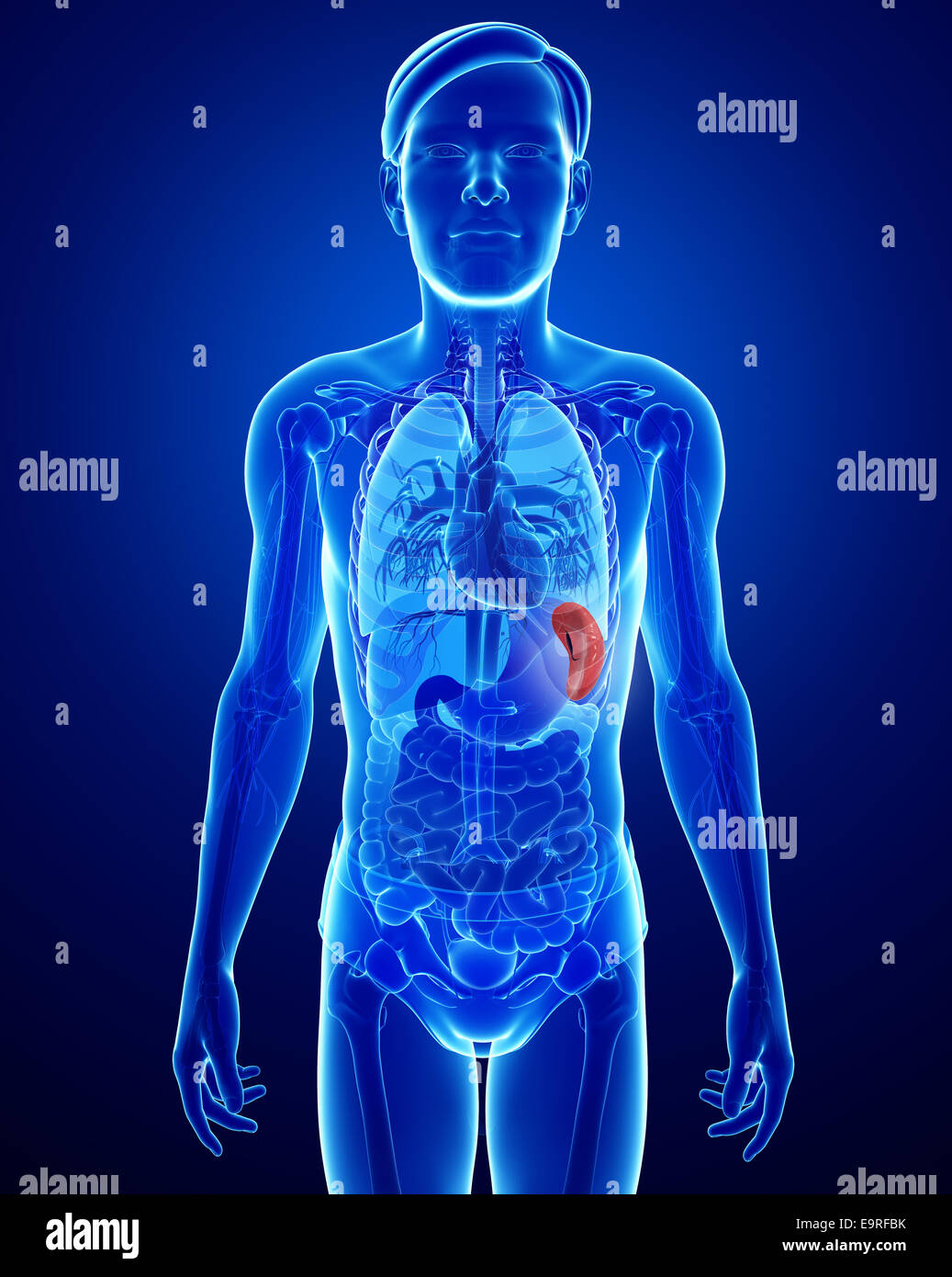 Illustration of male spleen anatomy Stock Photo - Alamy