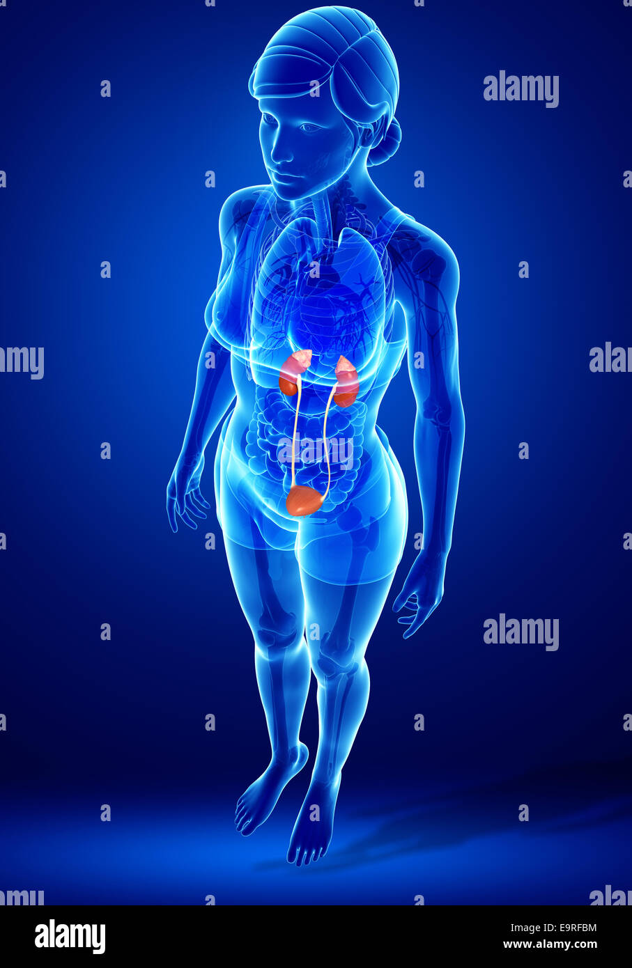 Illustration of Female urinary system Stock Photo Alamy