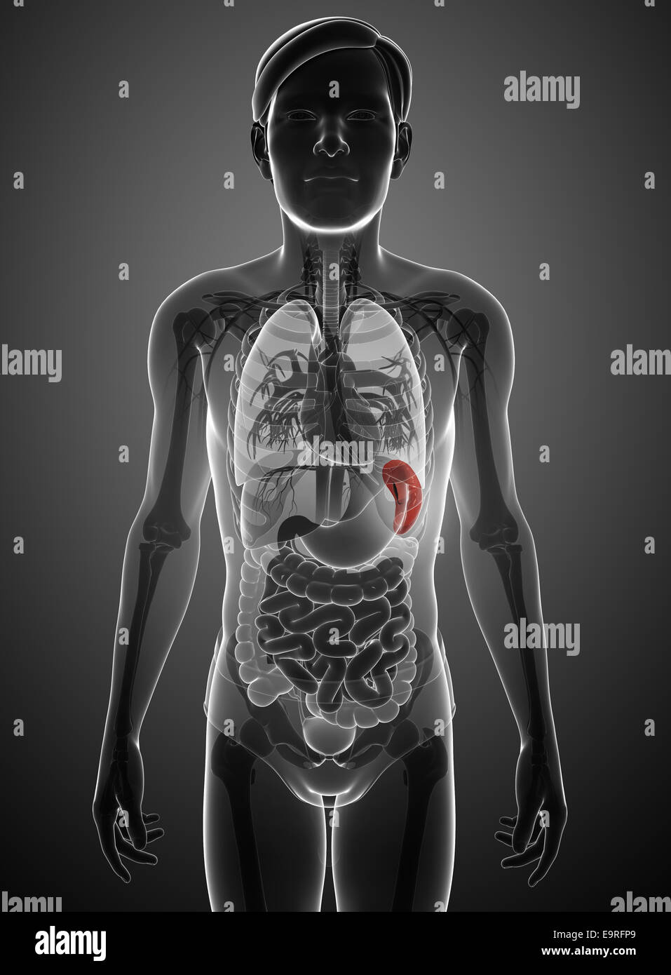 Illustration of male spleen anatomy Stock Photo - Alamy