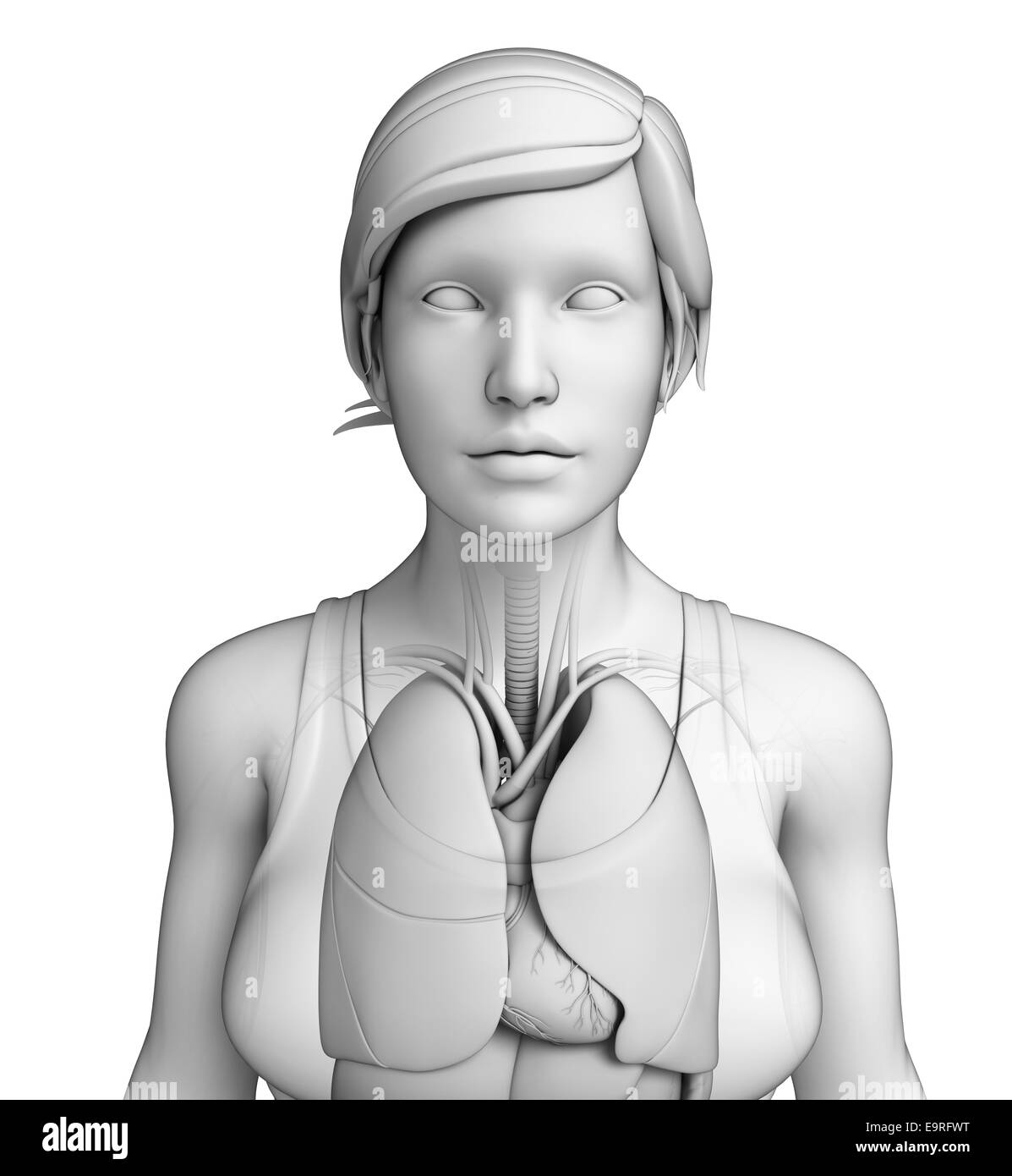 Illustration of human body respiratory system Stock Photo Alamy