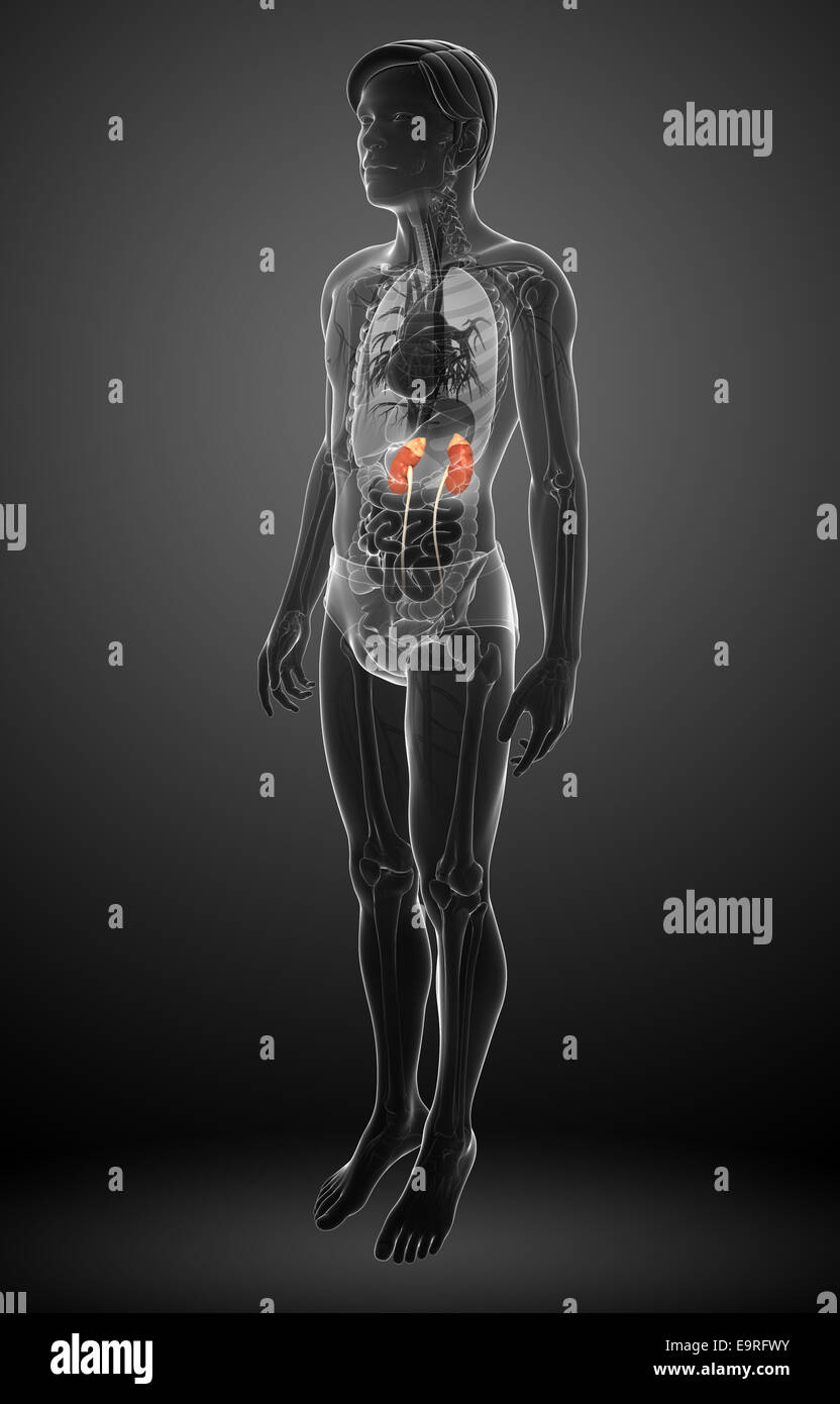 Illustration of Male urinary system Stock Photo - Alamy
