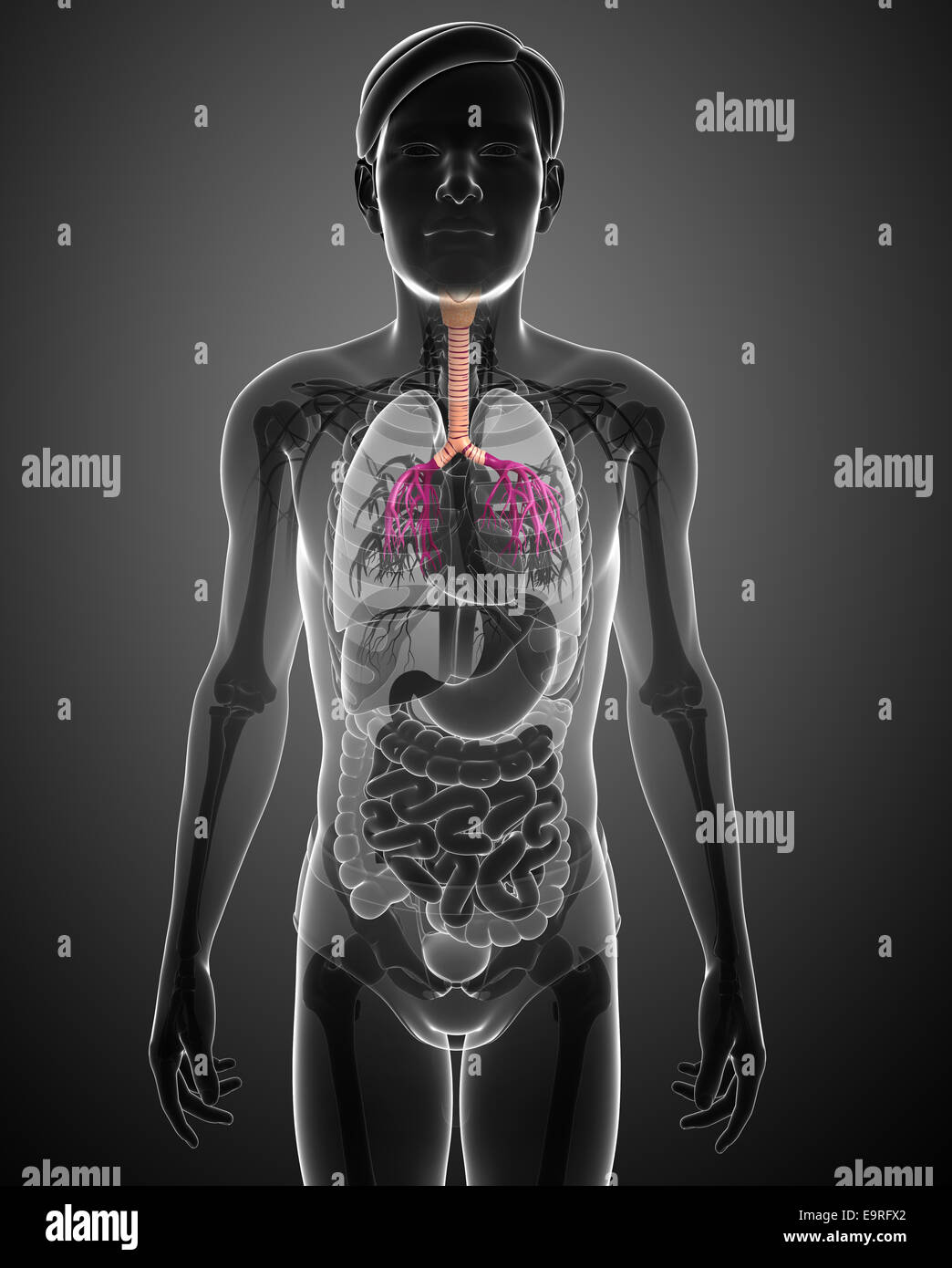 Illustration of male throat anatomy Stock Photo Alamy