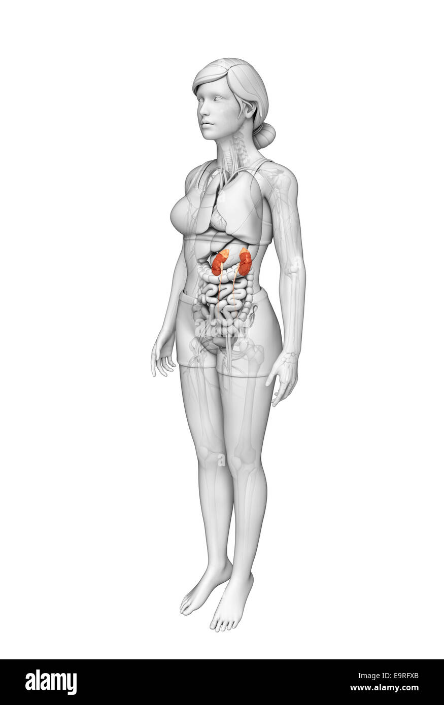 Illustration of Female urinary system Stock Photo - Alamy