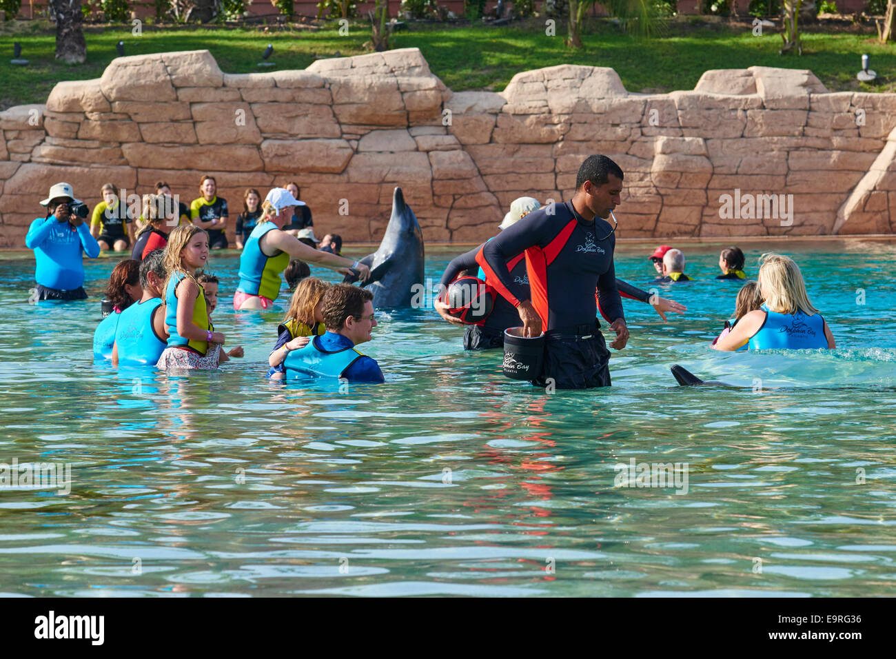 Group Of People Holding And Stroking A Dolphin During A Dolphin Encounter Dolphin Bay The Atlantis Hotel The Palm Dubai UAE Stock Photo