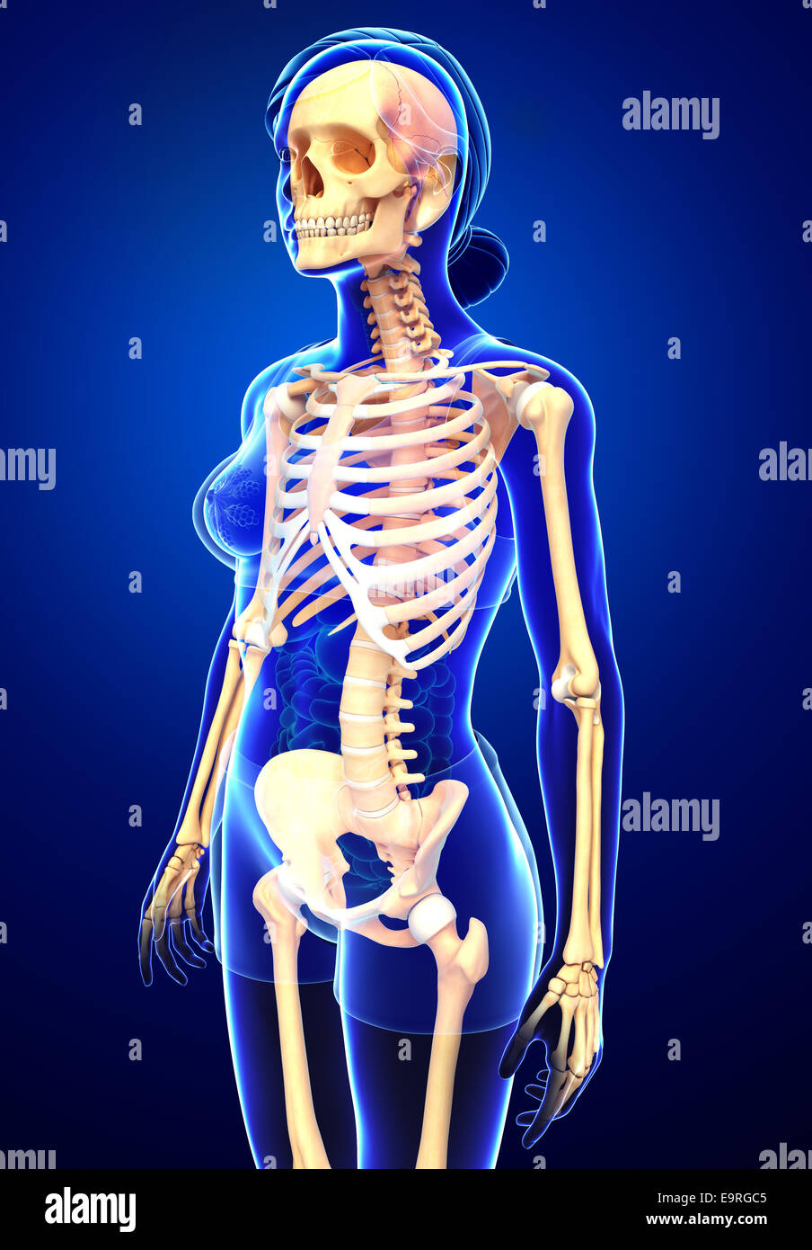 Illustration of human skeleton side view Stock Photo - Alamy