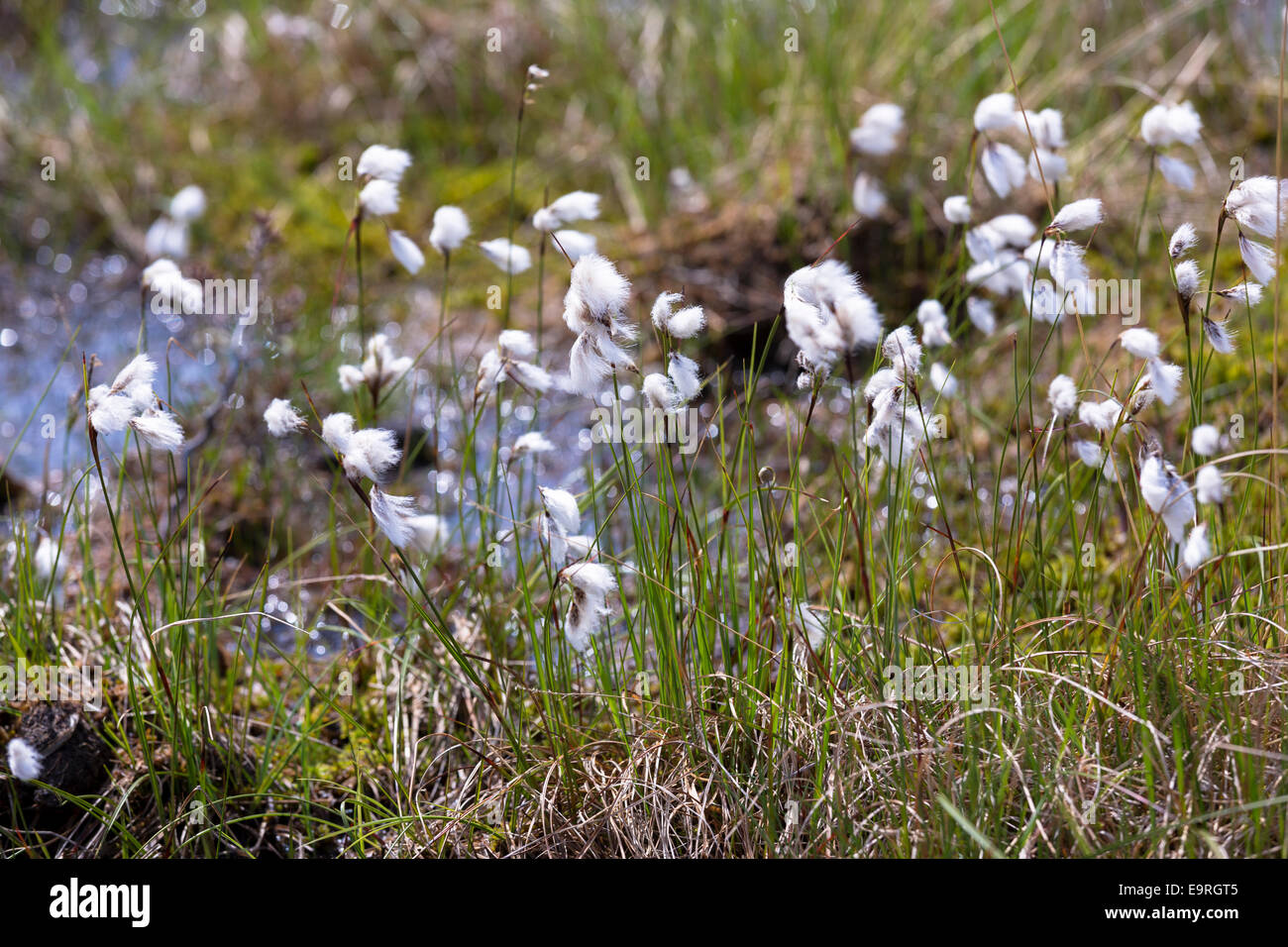 Bog Cotton white wild flower blowing in the wind on a turf, peat, bog