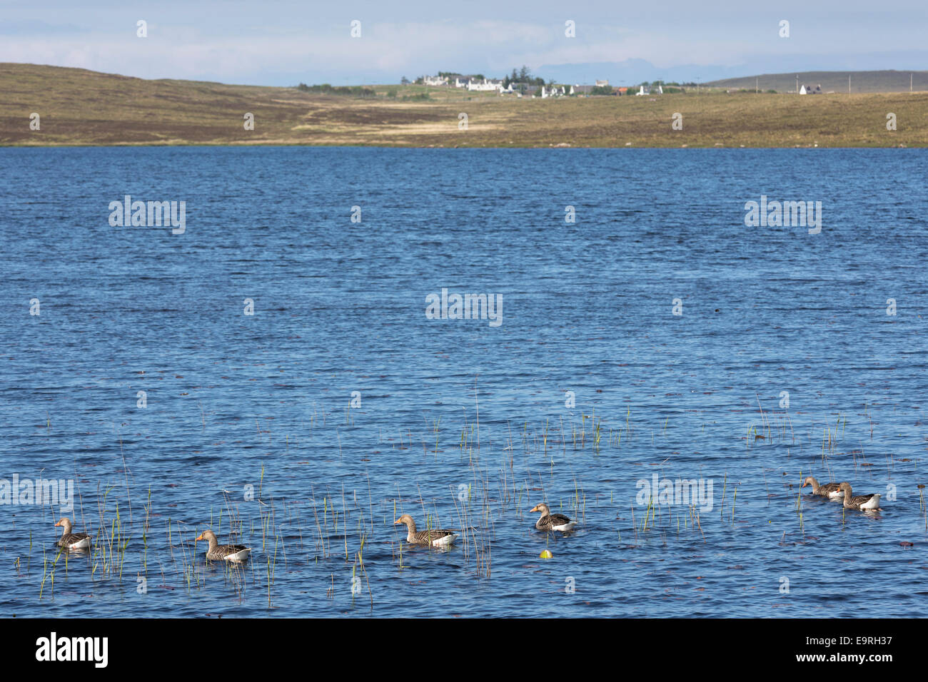 Family of Greylags - wild Greylag geese and goslings, Anser anser, on Loch Rea in Coigach region of the Scottish Highlands Stock Photo