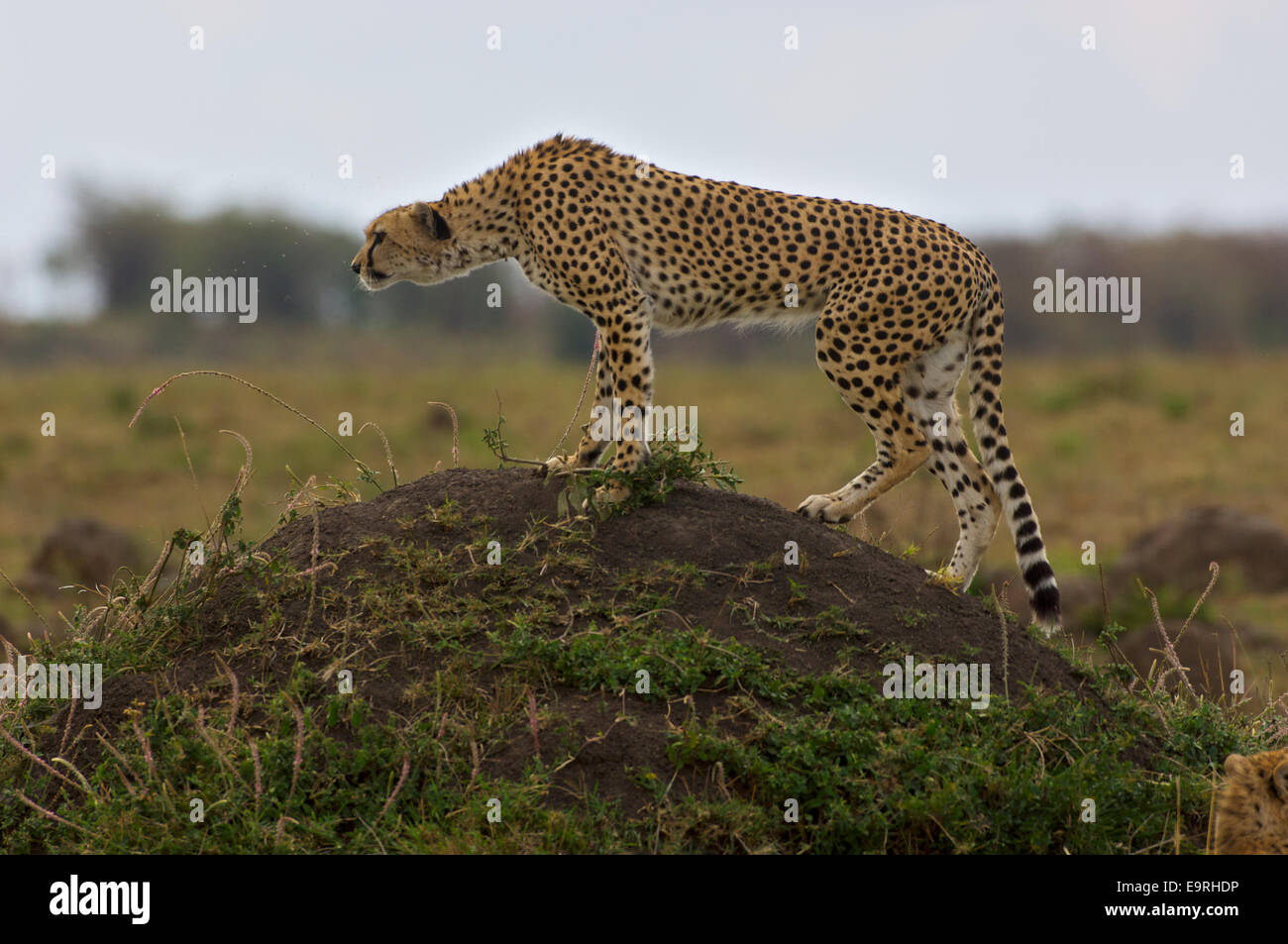 A cheetah in its prime, having identified a potential prey from a vantage point, ready to run, all muscles in tension. Stock Photo